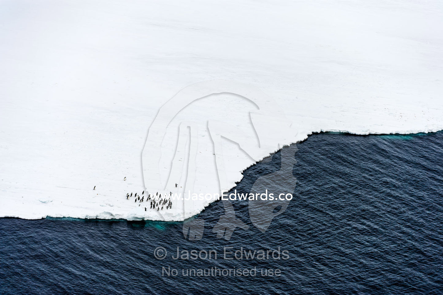 A colony of Adelie Penguins gathered near the sea ice edge in Antarctica. Ross Sea, McMurdo Sound, Antarctica.