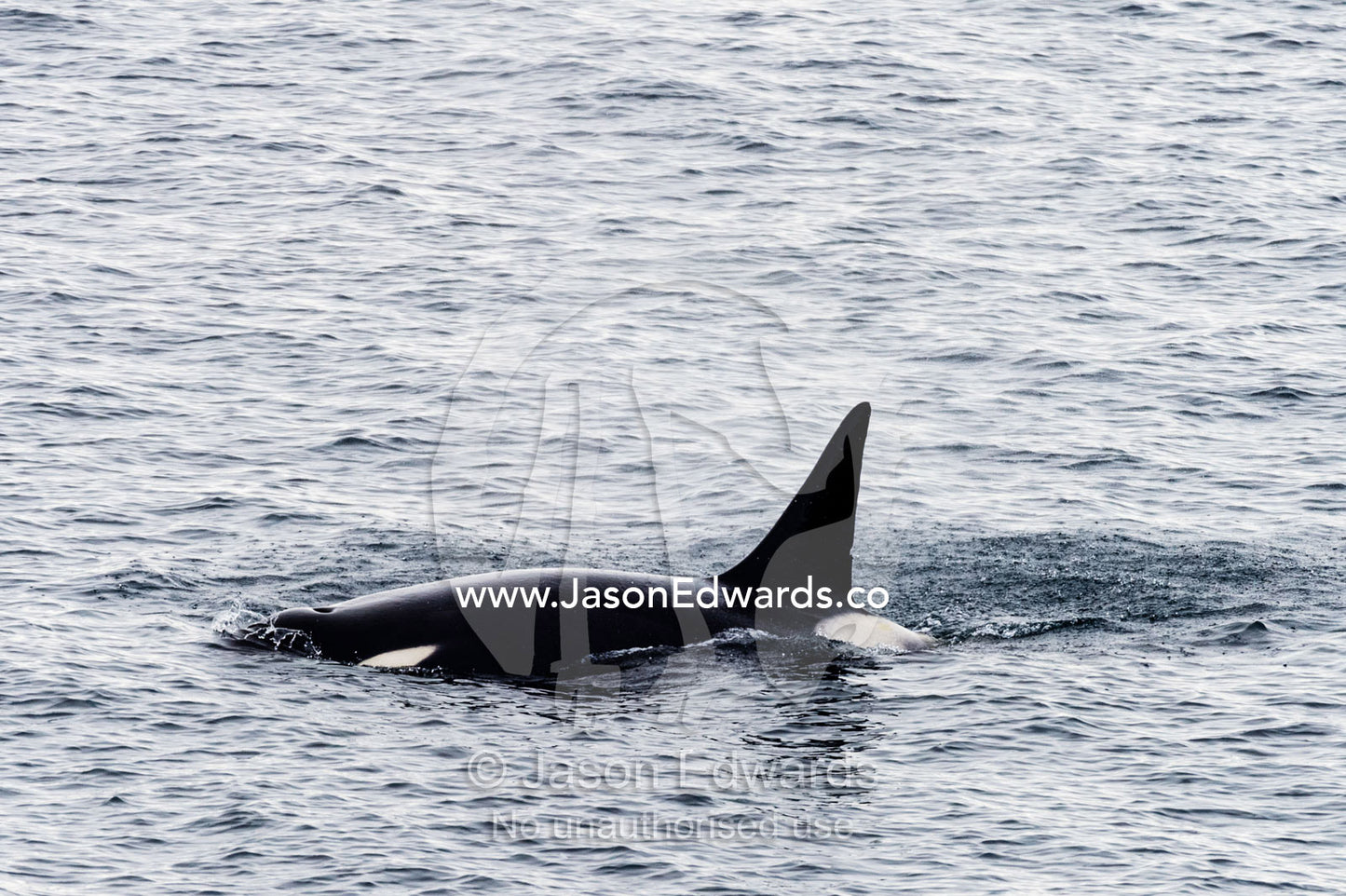 A Killer Whale hunting along the sea ice edge in Antarctica. Ross Sea, McMurdo Sound, Antarctica.