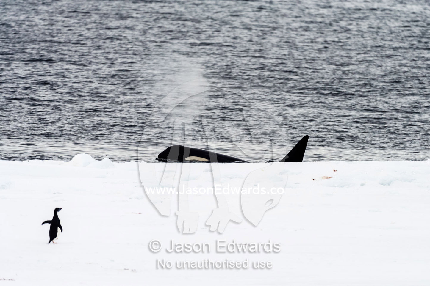 A Killer Whale hunting along the sea ice edge near an Adelie Penguin in Antarctica. Ross Sea, McMurdo Sound, Antarctica.
