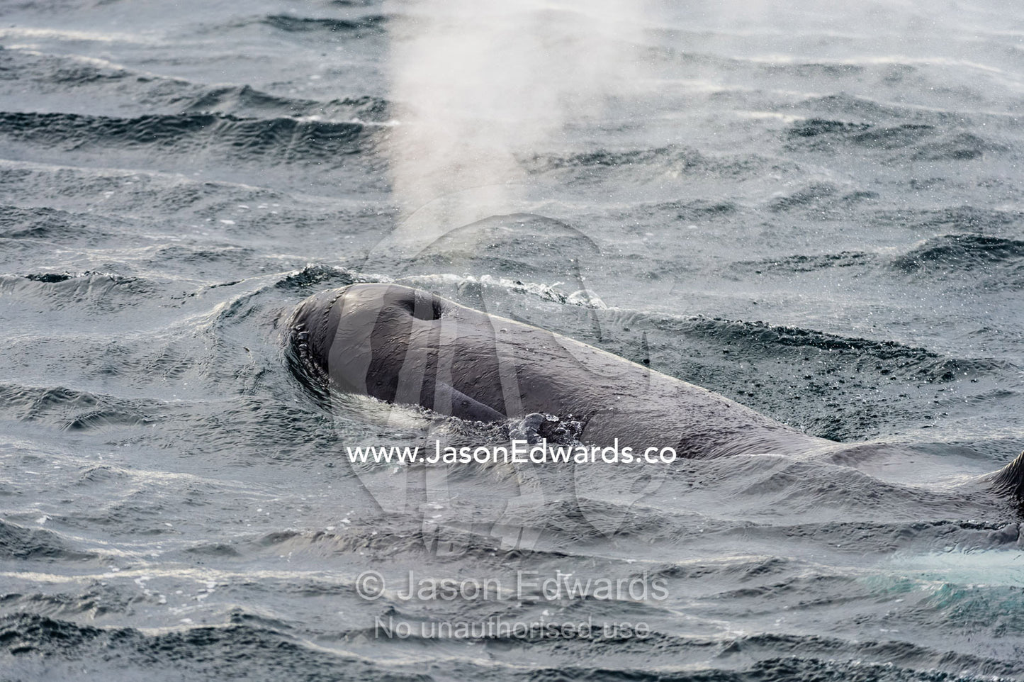 A Killer Whale hunting along the sea ice edge in Antarctica. Ross Sea, McMurdo Sound, Antarctica.