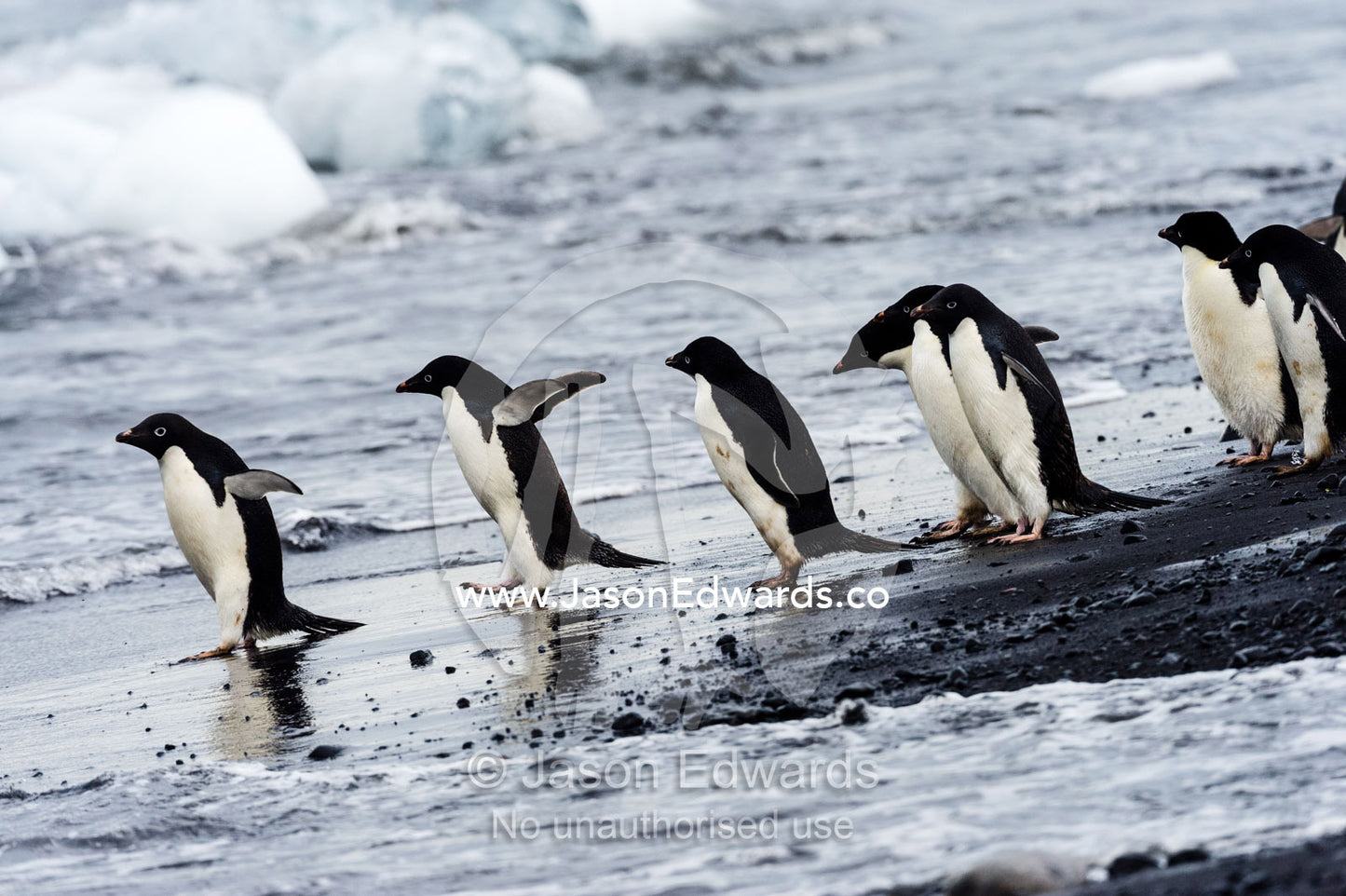 Adelie Penguins wade into an ocean filled with ice to feed. Caughley Beach, Cape Bird, Ross Island, Antarctica.