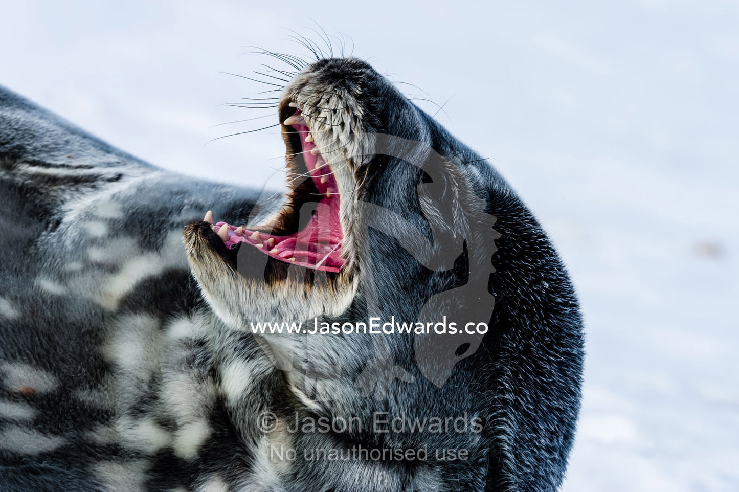 A Weddell Seal pup yawning whilst sun basking on the sea ice. Turtle Rock, Erebus Bay, McMurdo Sound, Ross Island, Antarctica.