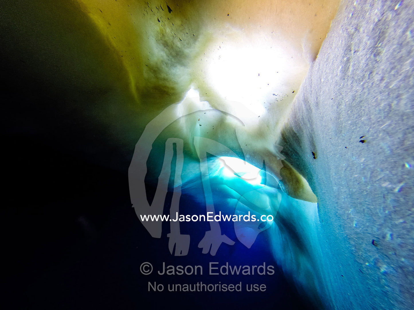A Weddell Seal hovers beneath a hole in the sea ice where it can surface to breathe. Hutton Cliffs, Erebus Bay, McMurdo Sound, Ross Island, Antarctica.