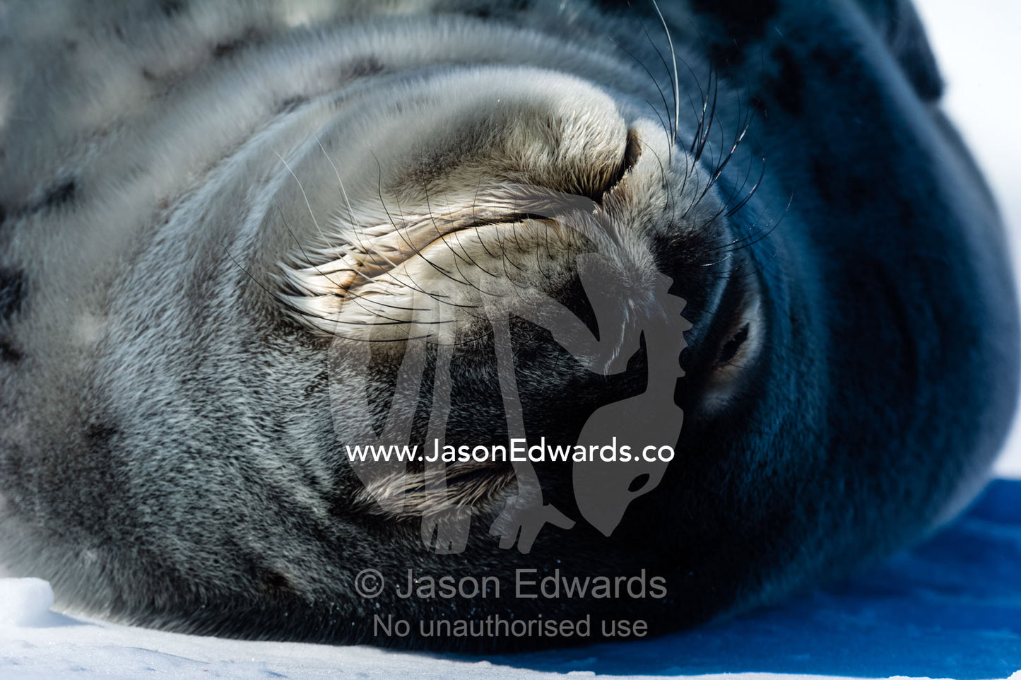 The smiling face of a Weddell Seal sleeping on the sea ice in the sun. Hutton Cliffs, Erebus Bay, McMurdo Sound, Ross Island, Antarctica.