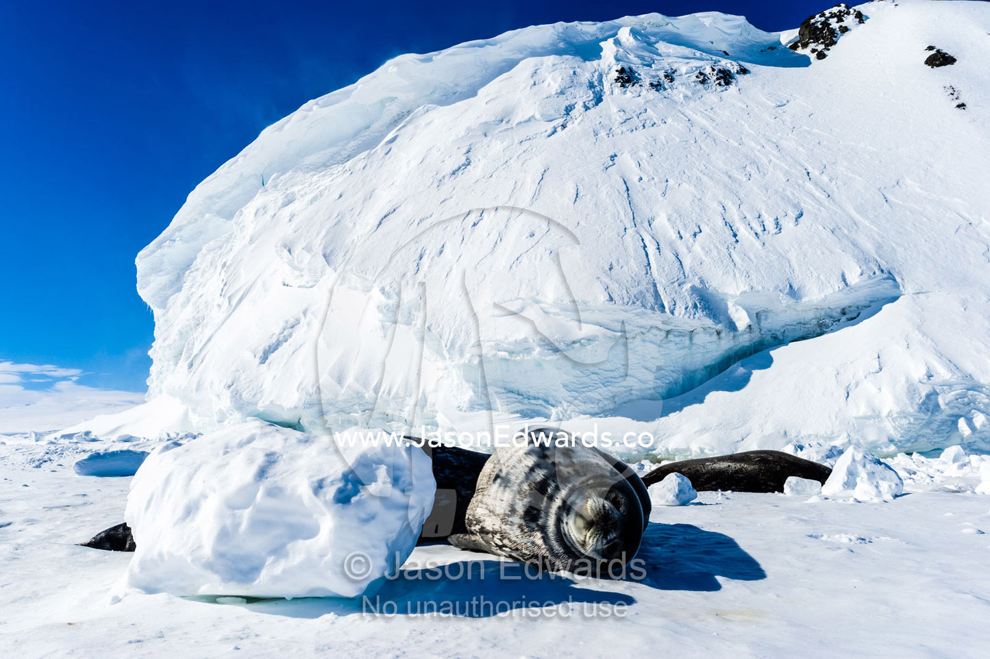 A colony of Weddell Seals sleeping in the sun on the sea ice beneath an ice cliff. Hutton Cliffs, Erebus Bay, McMurdo Sound, Ross Island, Antarctica.