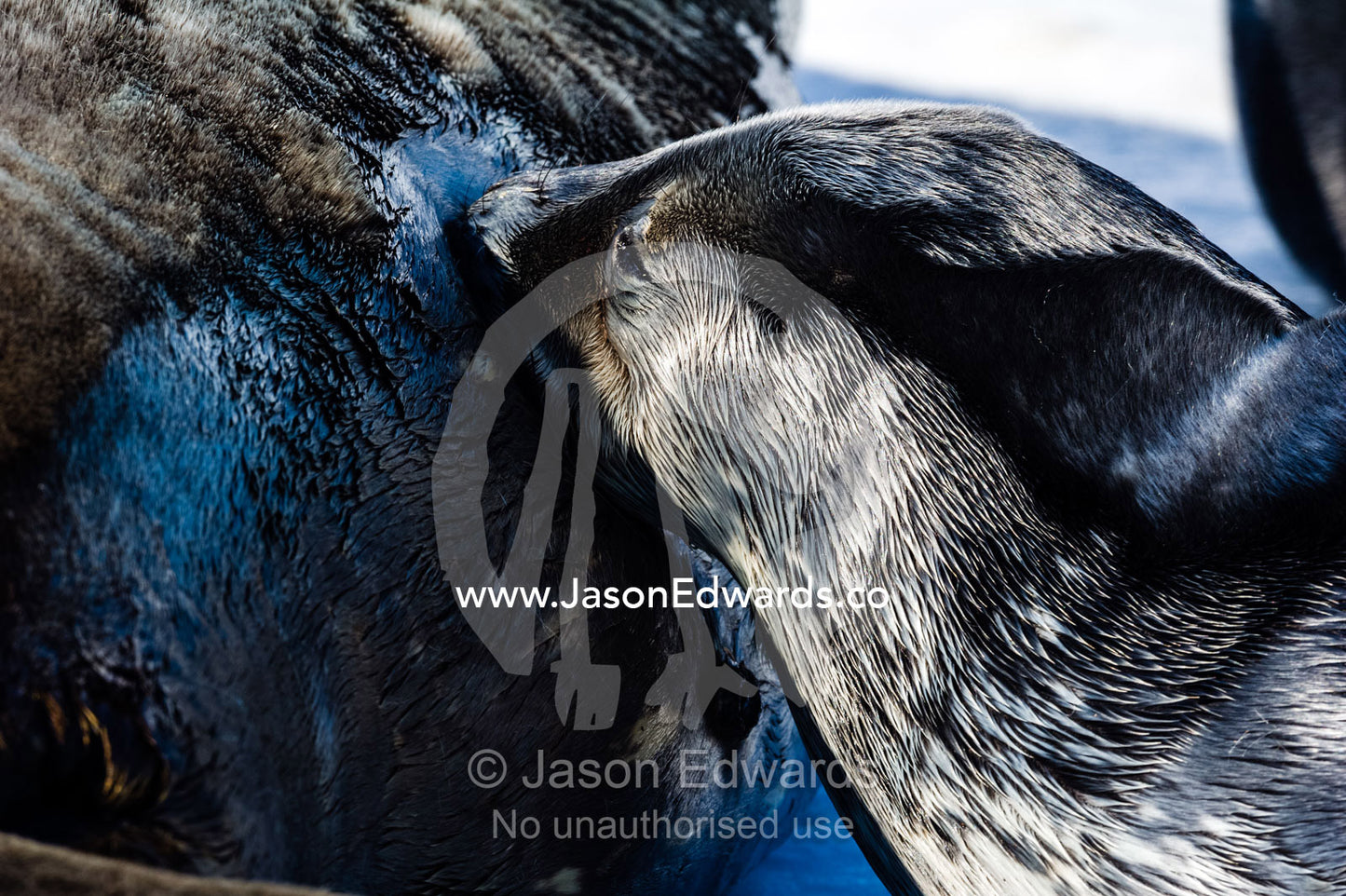 A Weddell Seal pup suckling milk from its mother on the sea ice. Hutton Cliffs, Erebus Bay, McMurdo Sound, Ross Island, Antarctica.