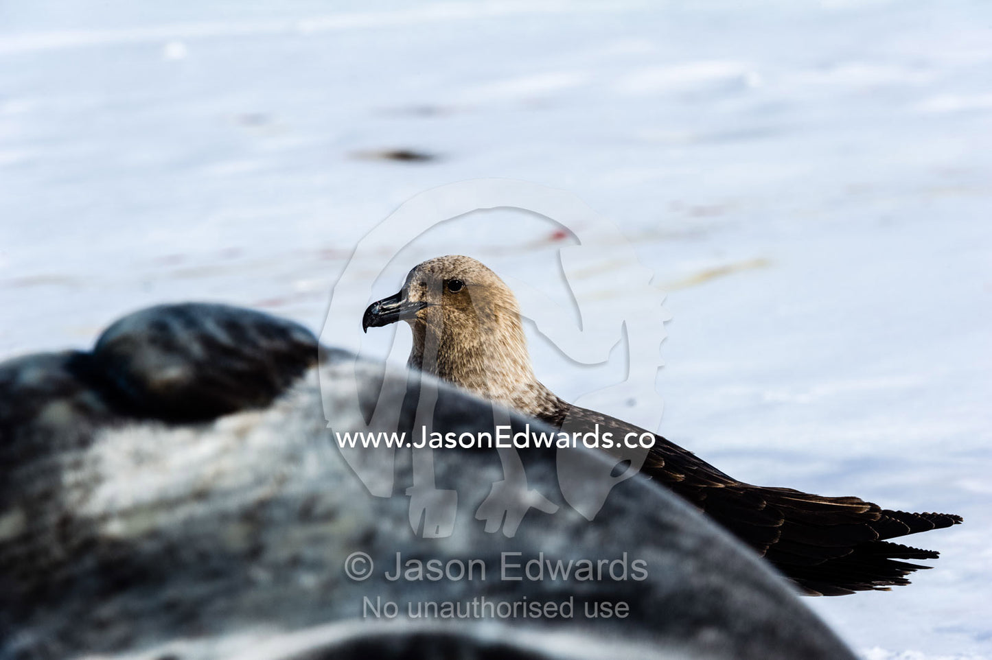 A South Polar Skua explores a Weddell Seal colony for dead animals or afterbirth to eat. Hutton Cliffs, Erebus Bay, McMurdo Sound, Ross Island, Antarctica.