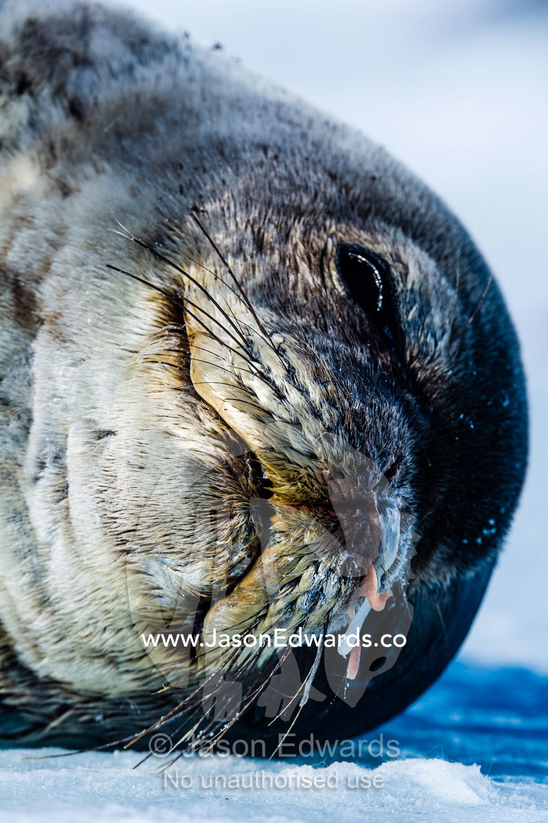 Mucous freezes from the nostrils of a sleeping Weddell Seal. Hutton Cliffs, Erebus Bay, McMurdo Sound, Ross Island, Antarctica.