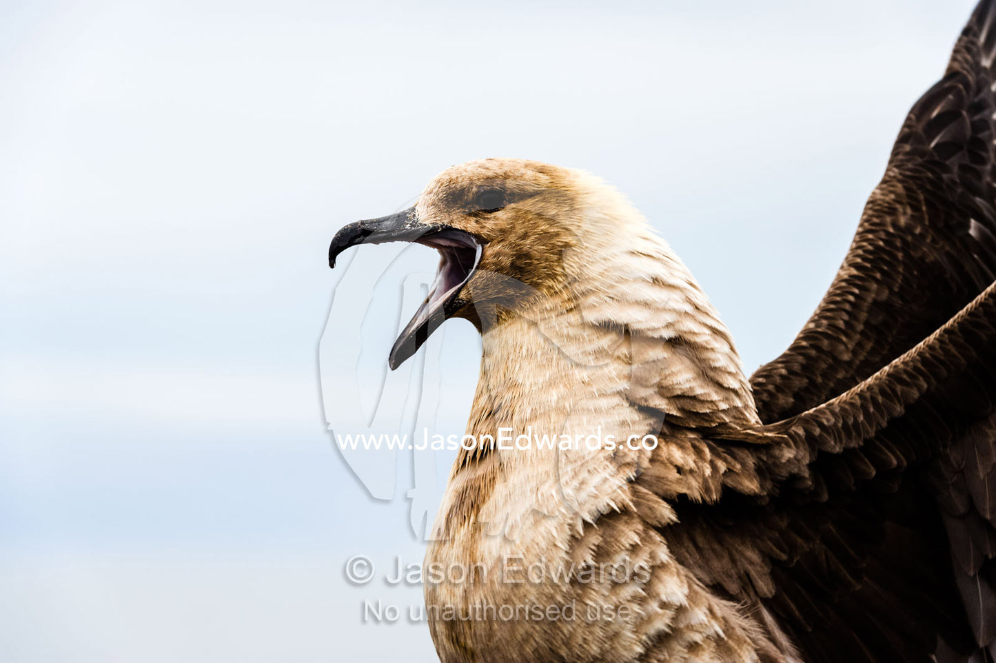 The powerful hooked beak of an aggressive South Polar Skua calling. Caughley Beach, Cape Bird, Ross Island, Antarctica.