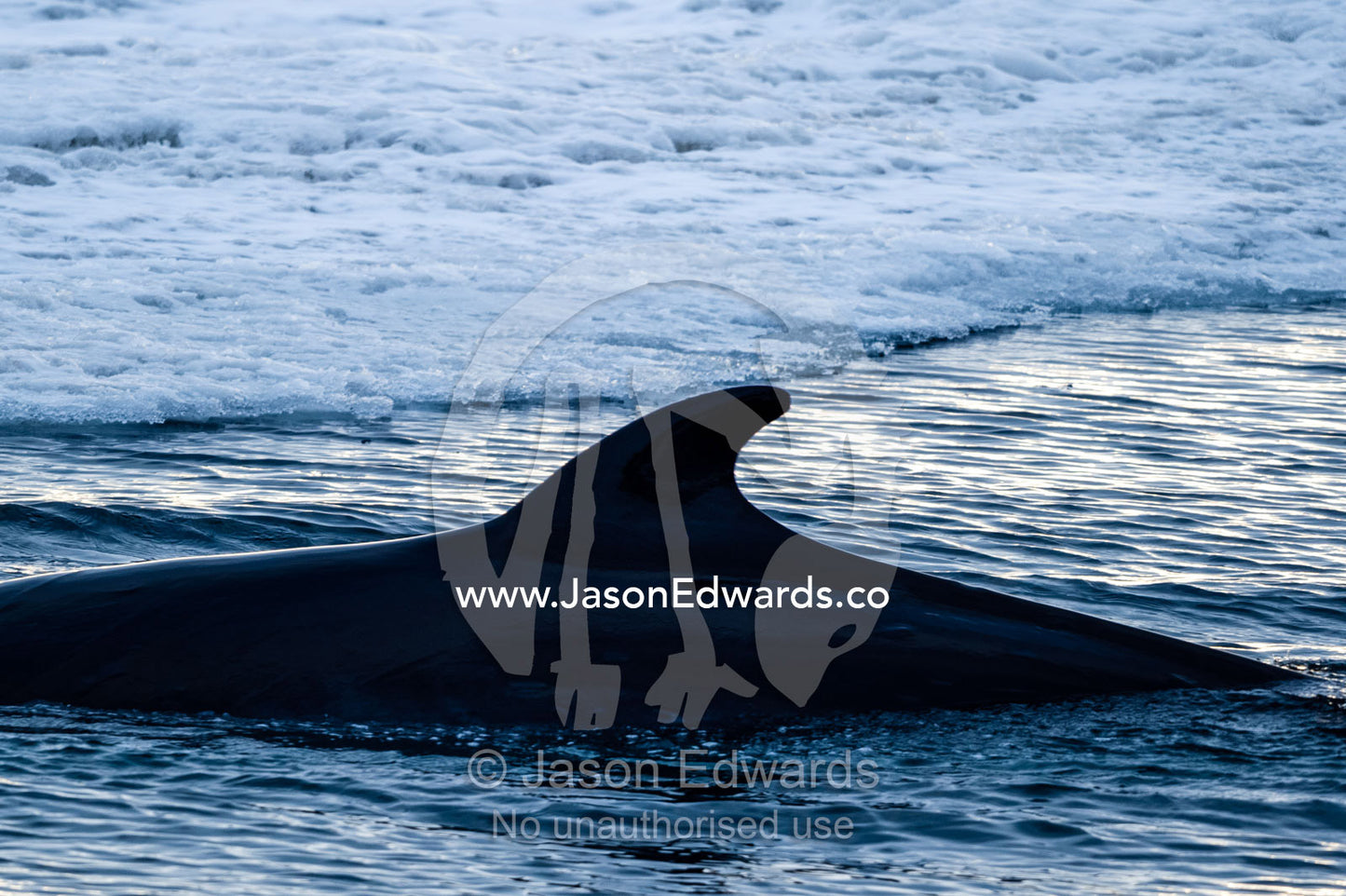 The dorsal fin of a Minke Whale surfaces in a melt pool in the sea ice. Haskell Strait, McMurdo Sound, Ross Island, Antarctica.