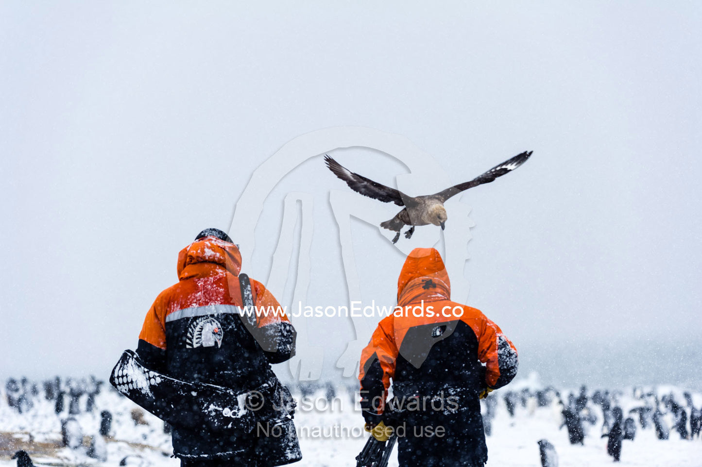 Scientific researchers attacked by a South Polar Skua whilst walking through an Adelie Penguin colony in a blizzard. Caughley Beach, Cape Bird, Ross Island, Antarctica.