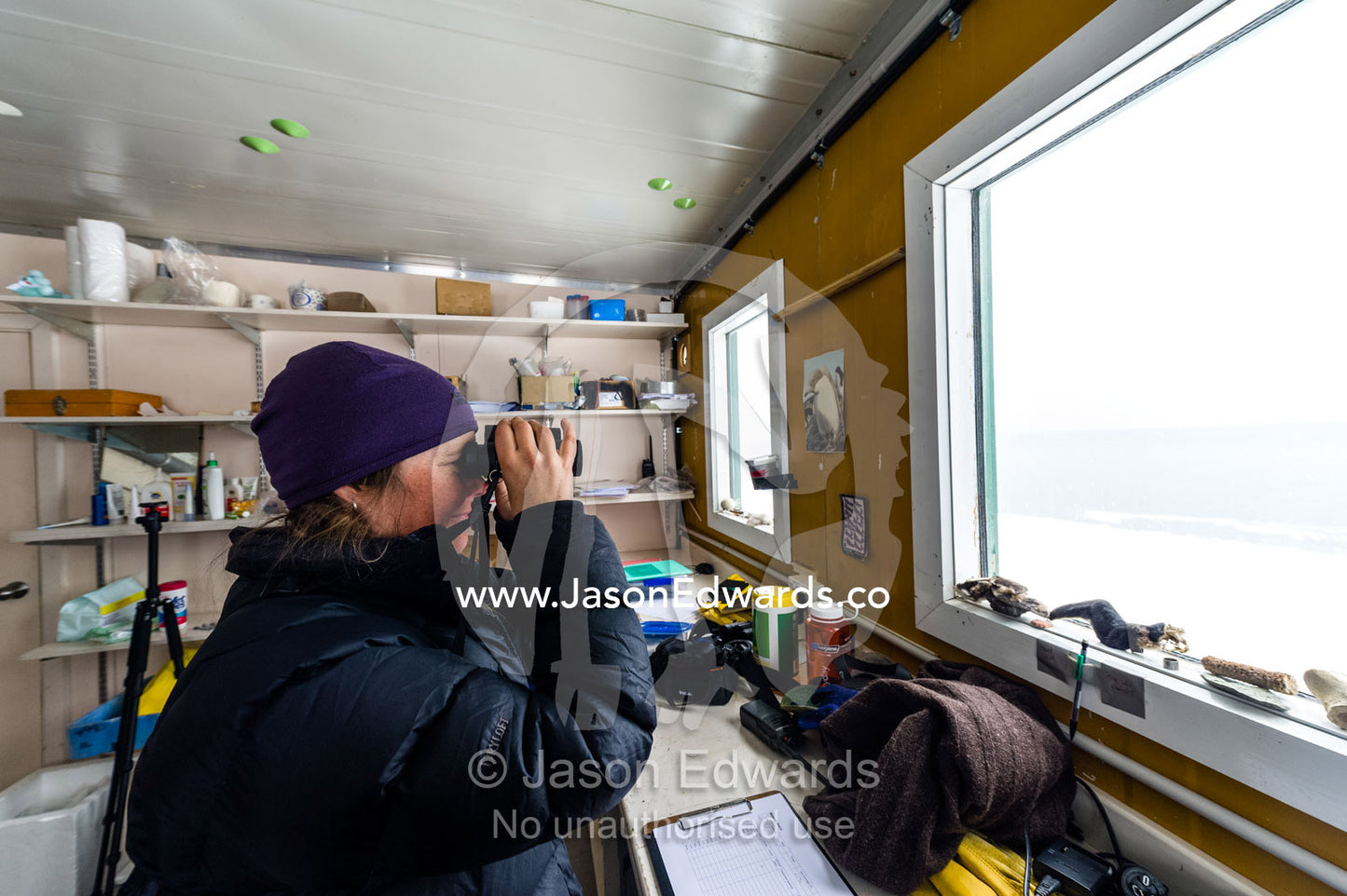 An Adelie Penguin researcher monitors chick creches with binoculars from a research station. Cape Bird, Ross Island, Antarctica.