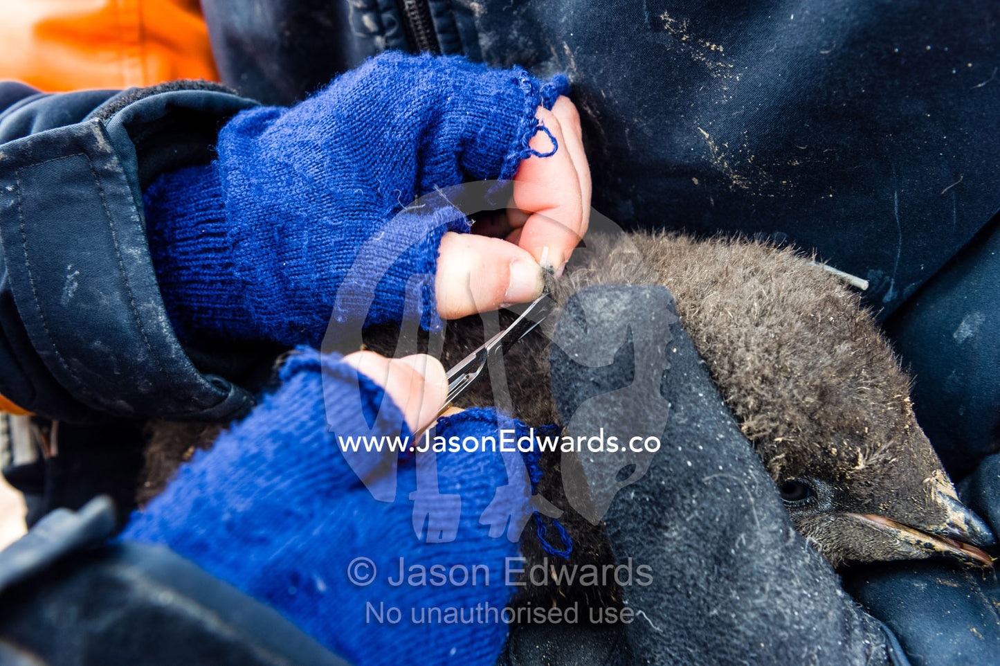 A research scientist removes a fish tag from an Adelie penguin chick weighed and measured several times throughout the summer. Caughley Beach, Cape Bird, Ross Island, Antarctica.