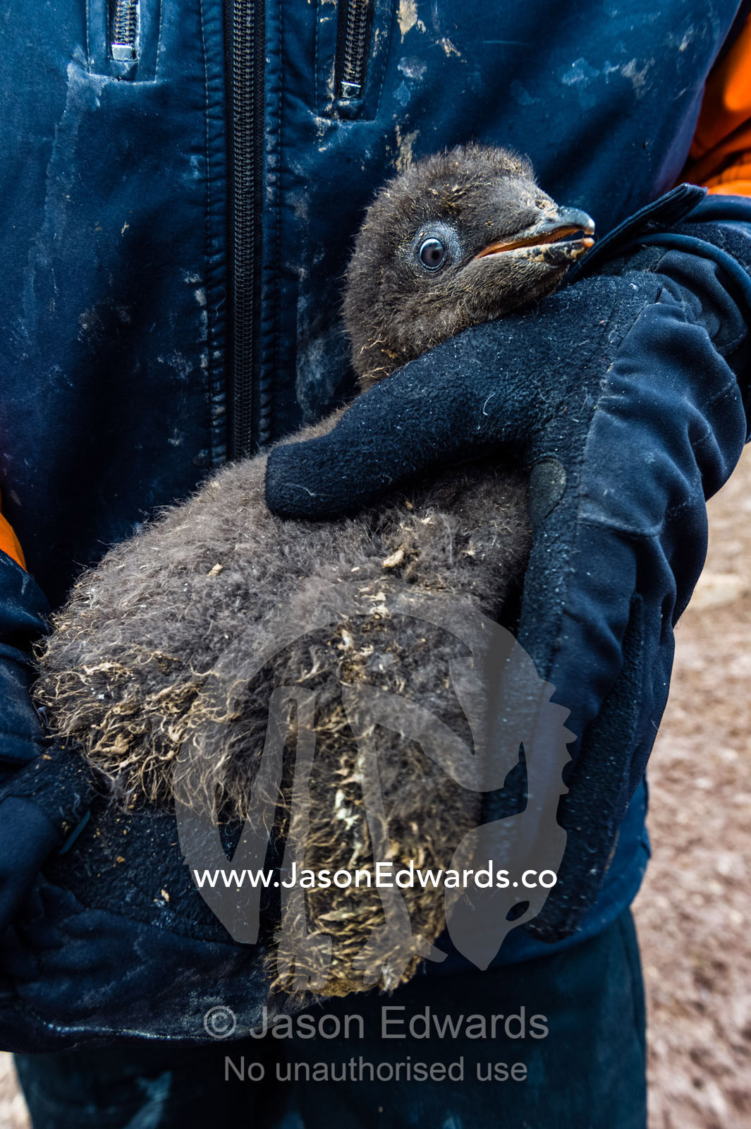 A research volunteer nurses a soft down Adelie Penguin chick for measurements. Caughley Beach, Cape Bird, Ross Island, Antarctica.
