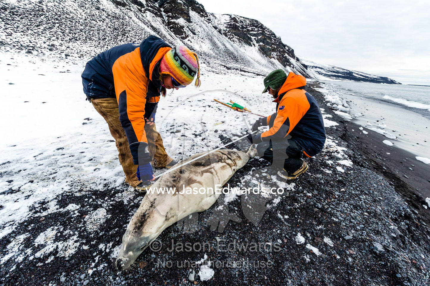 Researchers measure the carcass of a Weddell Seal that died naturally from wounds. Caughley Beach, Cape Bird, Ross Island, Antarctica.
