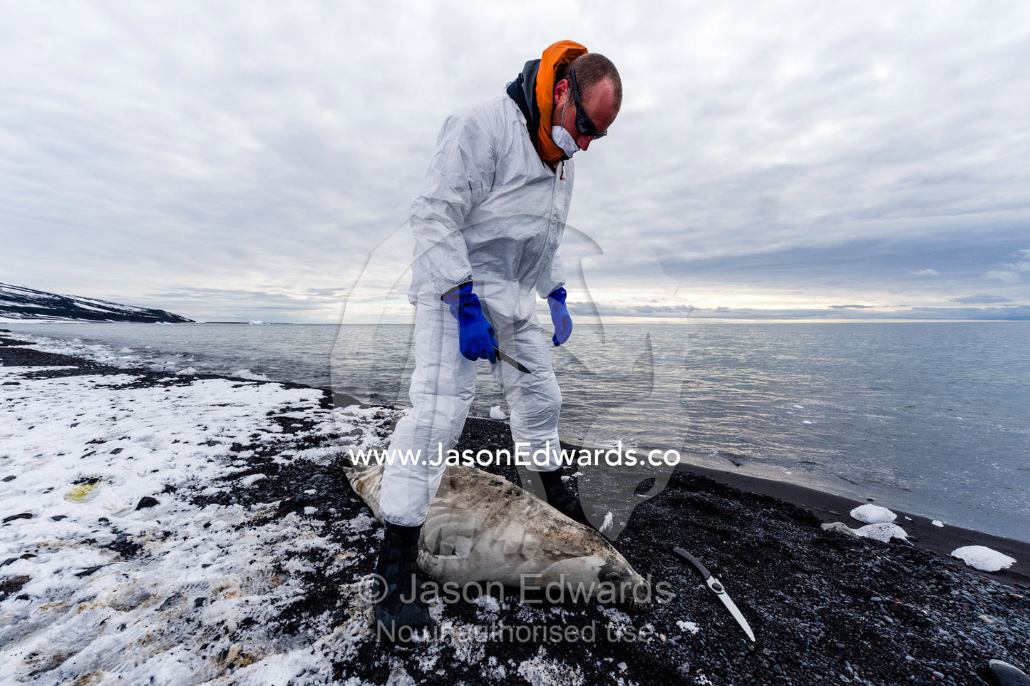 A researcher wearing a safety suit prepares plastic ground sheets to take samples from a dead Weddell Seal. Caughley Beach, Cape Bird, Ross Island, Antarctica.