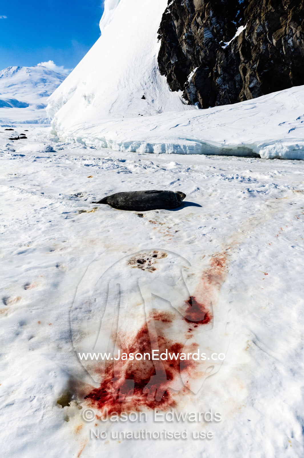 Blood on the sea ice after a Weddell Seal has given birth to a pup. Hutton Cliffs, Erebus Bay, McMurdo Sound, Ross Island, Antarctica.