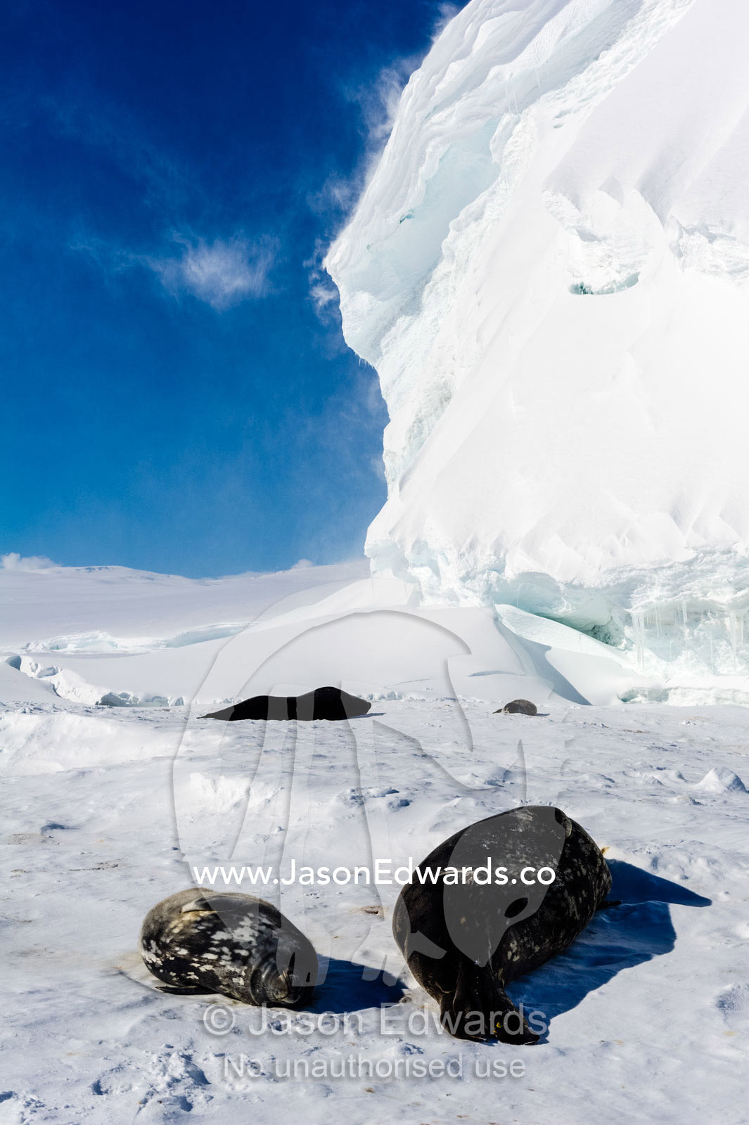 A colony of Weddell Seals sleeping in the sun on the sea ice beneath an ice cliff. Hutton Cliffs, Erebus Bay, McMurdo Sound, Ross Island, Antarctica.