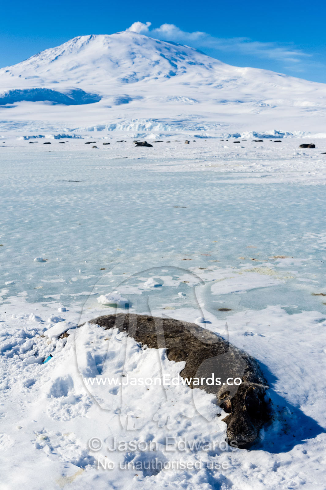 The desiccated carcass of a Weddell Seal pup on the sea ice beneath Mount Erebus. Mount Erebus, Hutton Cliffs, Erebus Bay, McMurdo Sound, Ross Island, Antarctica.