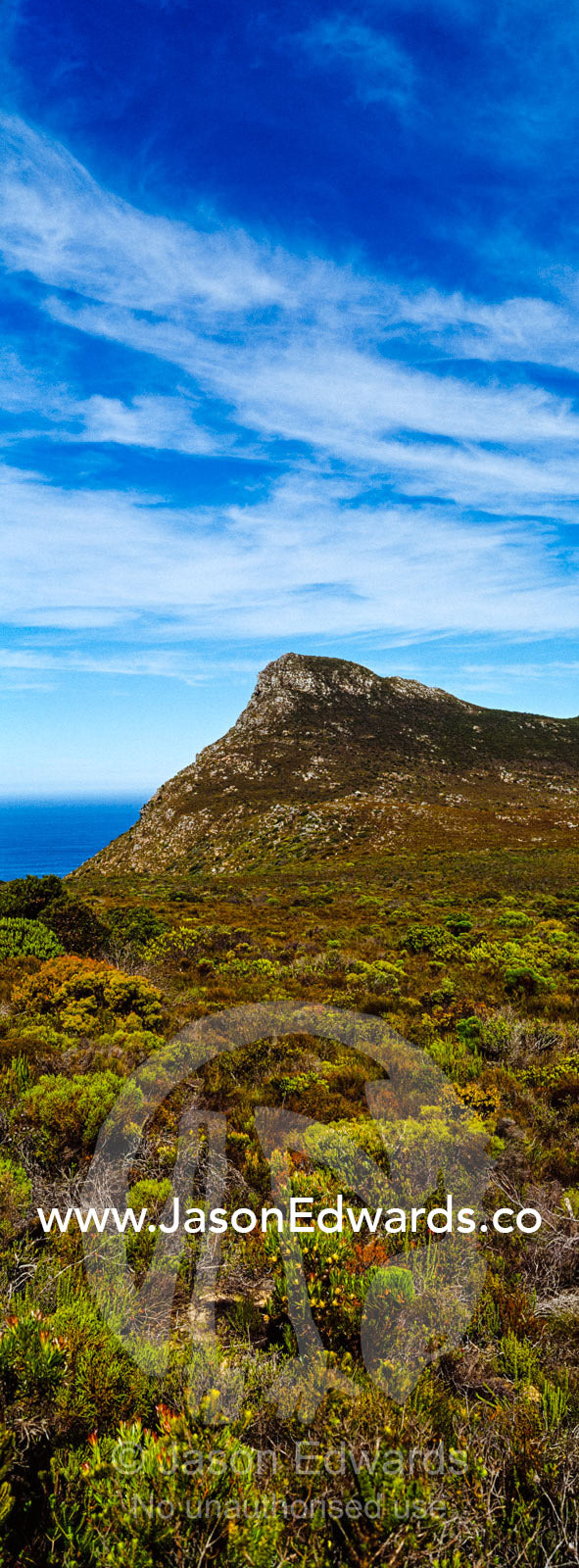 A fragile fynbos and restios plain beneath a front of wispy clouds. Cape of Good Hope, Cape Point, Table Mountain National Park, Cape Peninsula, South Africa.