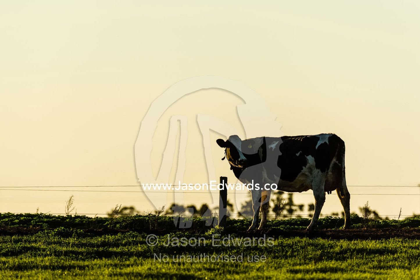 A dairy cow silhouetted on a farm horizon on its way to milking. Port Campbell, Great Ocean Road, Victoria, Australia.