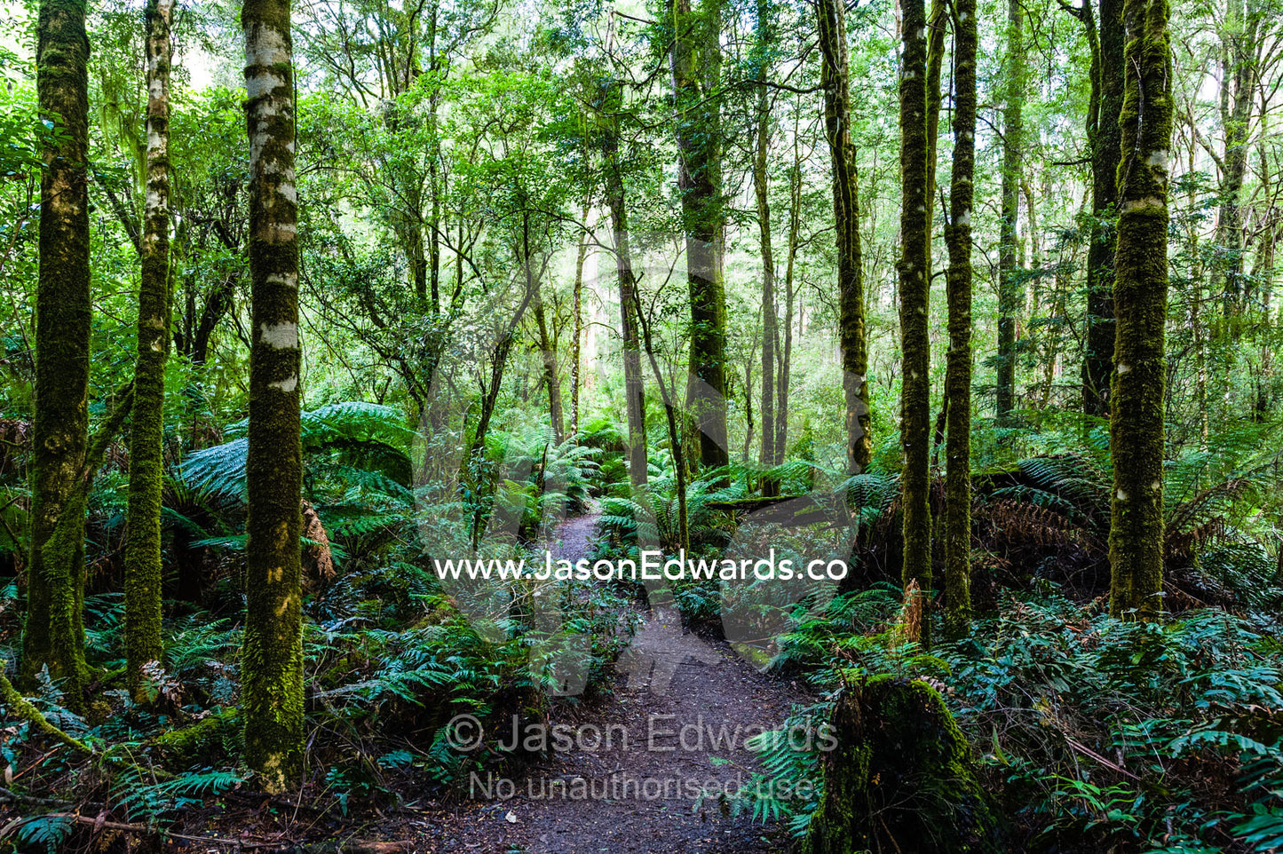 A forest trail winds through the understorey of a cool temperate rainforest. Otway Fly Treetop Adventures, Weeaproinah, Victoria, Australia.