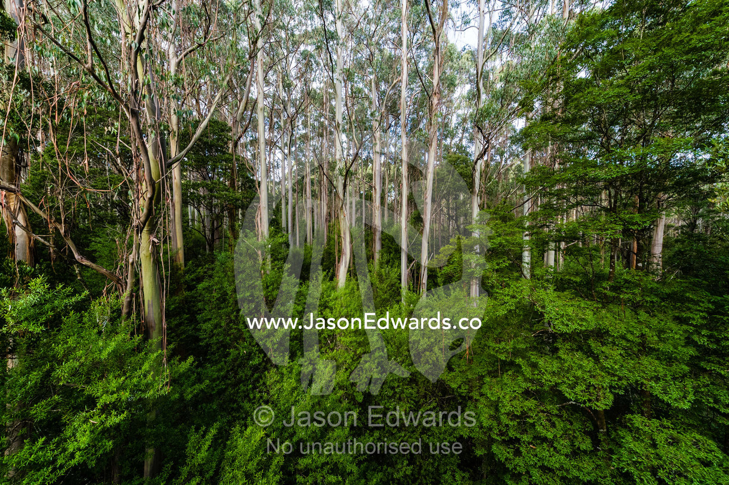 A Wet Schlerophyll forest of Mountain Ash, Myrtle Beech and Satinwood. Otway Fly Treetop Adventures, Weeaproinah, Victoria, Australia.