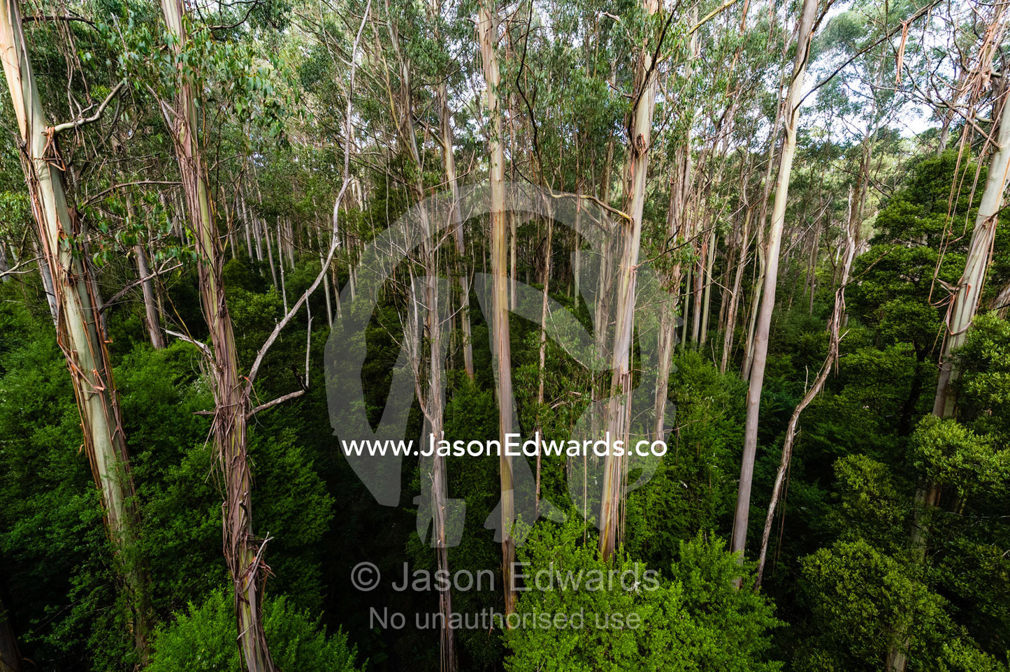 A Wet Schlerophyll forest of Mountain Ash, Myrtle Beech and Satinwood. Otway Fly Treetop Adventures, Weeaproinah, Victoria, Australia.