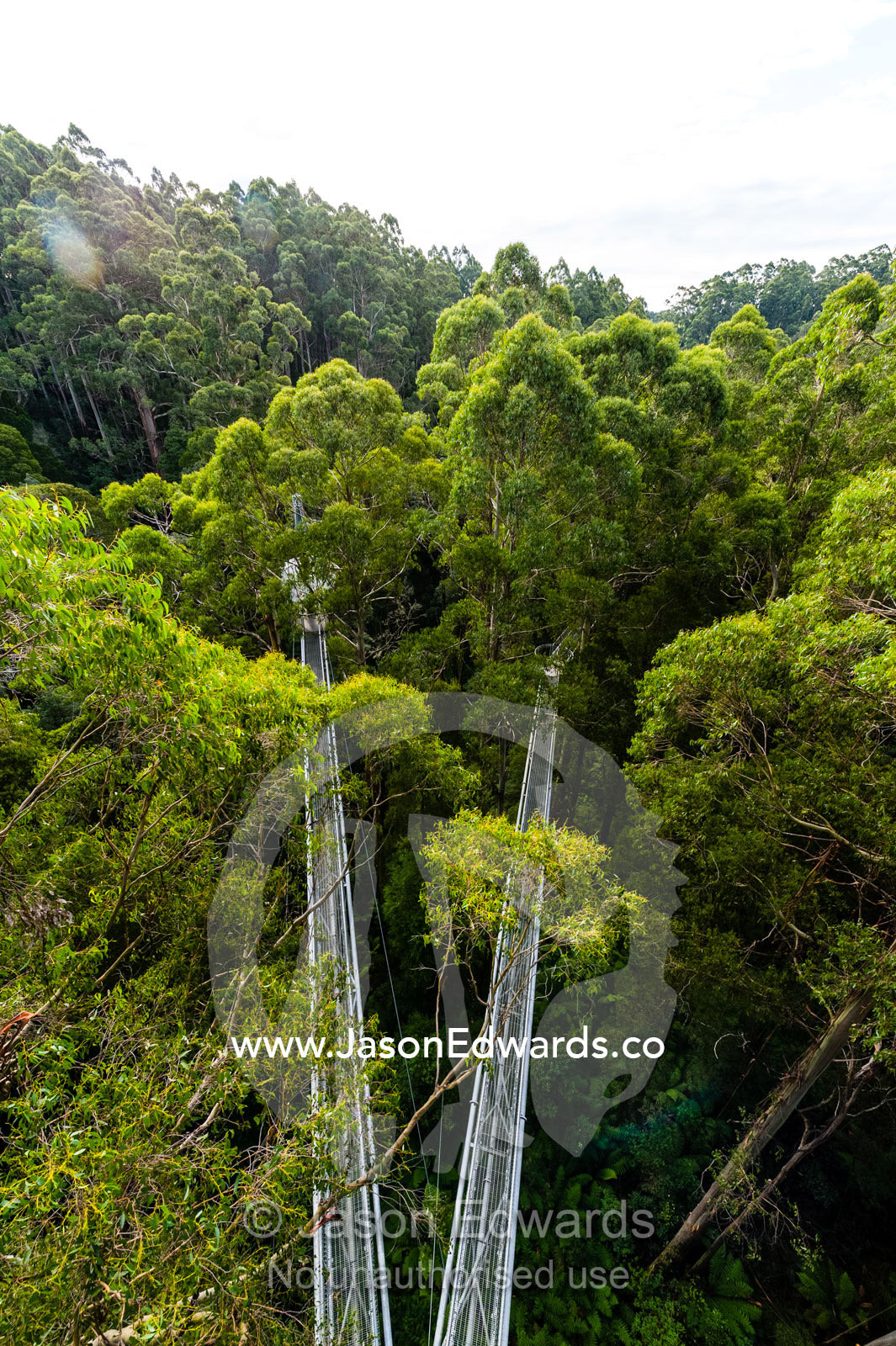 A galvanised steel boardwalk and lookout tower passing through a forest canopy. Otway Fly Treetop Adventures, Weeaproinah, Victoria, Australia.