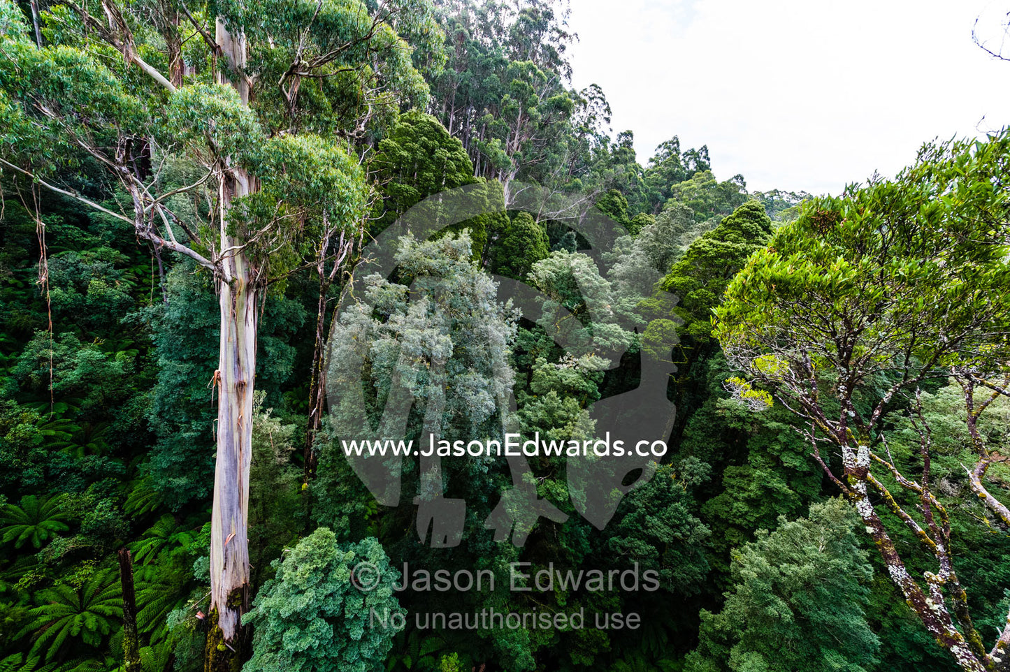 An aerial view of Mountain Ash, Myrtle Beech and Blackwood forest. Otway Fly Treetop Adventures, Weeaproinah, Victoria, Australia.