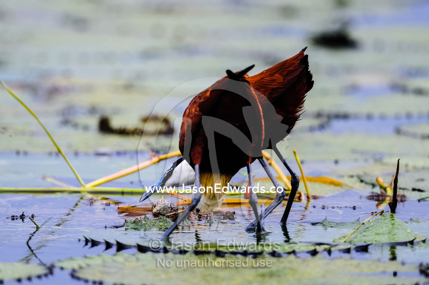 A pair of African Jacana tending an egg on a water lily leaf nest. Chobe River, Chobe National Park, Botswana.