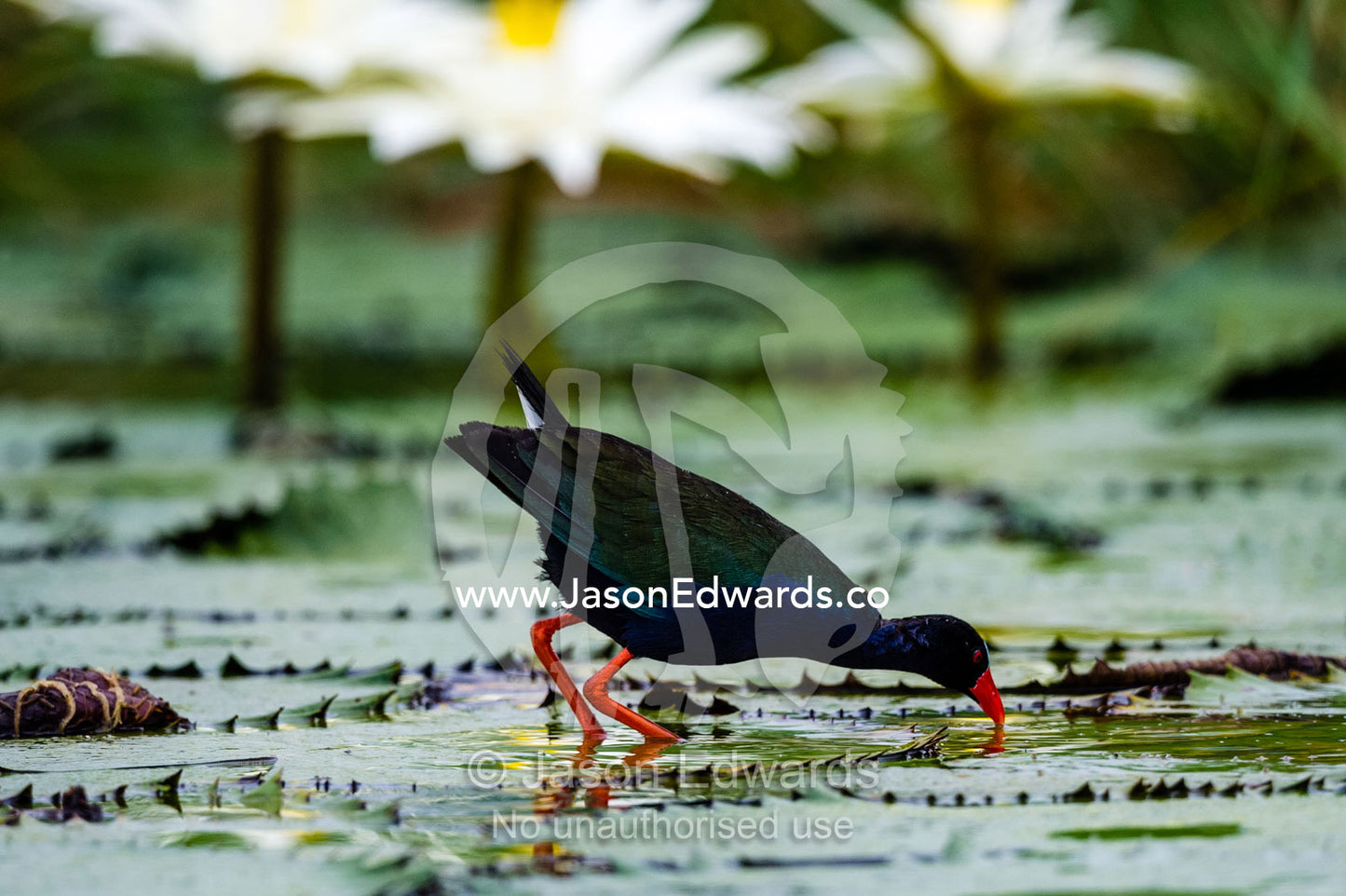 An African Purple Gallinule Feeding on a water lily leaf. Chobe River, Chobe National Park, Botswana.