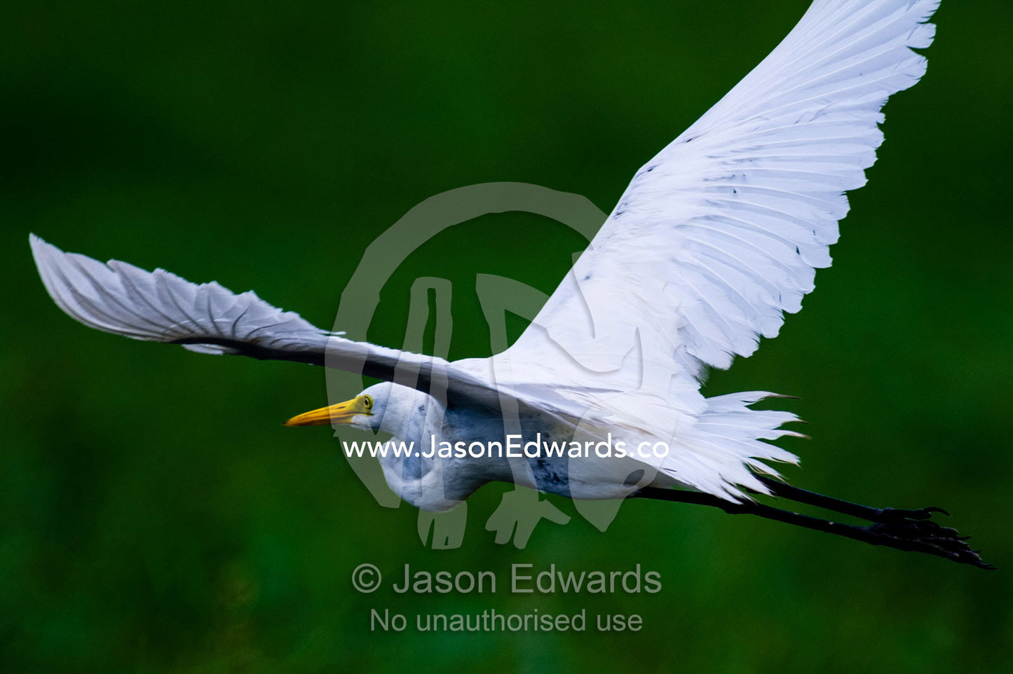 A Great White Egret flying across a floodplain. Chobe River, Chobe National Park, Botswana.