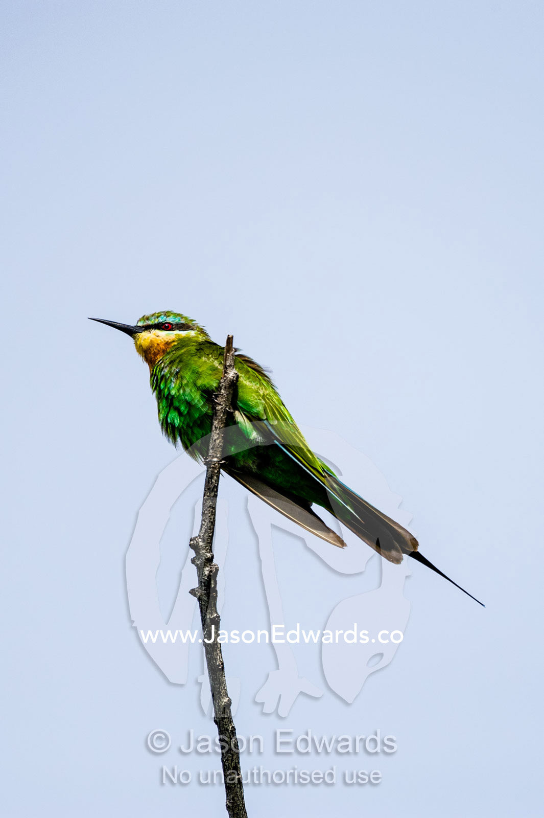 A Blue-cheeked Bee-eater perched on a twig. Chobe River, Chobe National Park, Botswana.