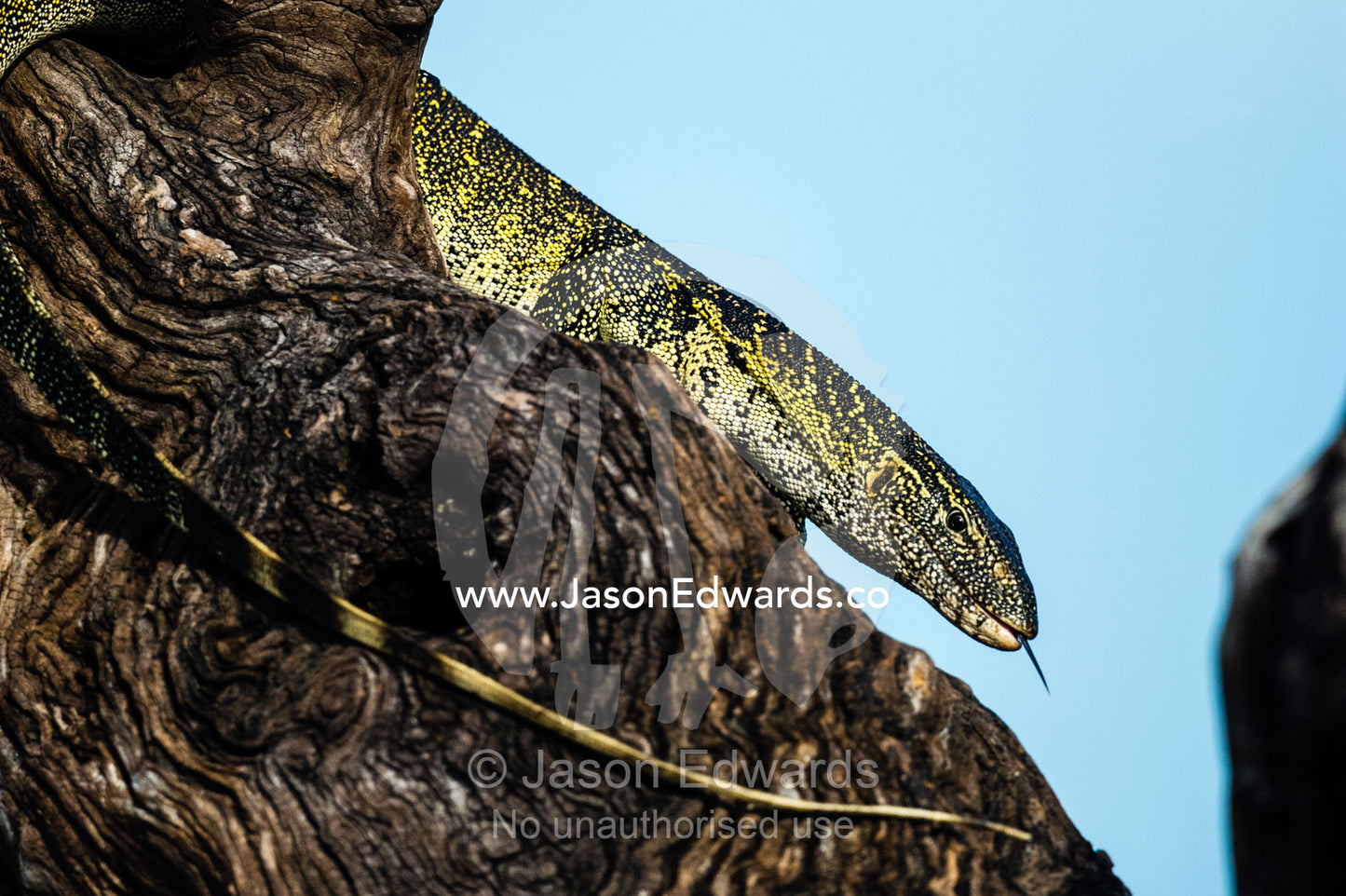 A Nile Monitor sun basking on a tree above a river scents the air with it's tongue. Chobe River, Chobe National Park, Botswana.
