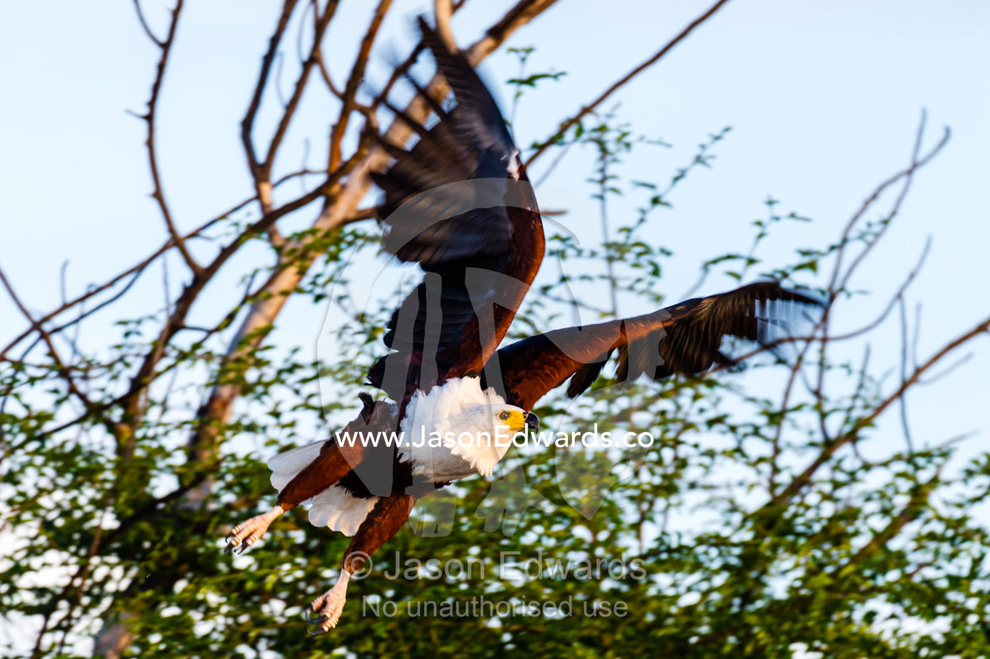 An African Fish Eagle taking flight from a tree. Chobe River, Chobe National Park, Botswana.