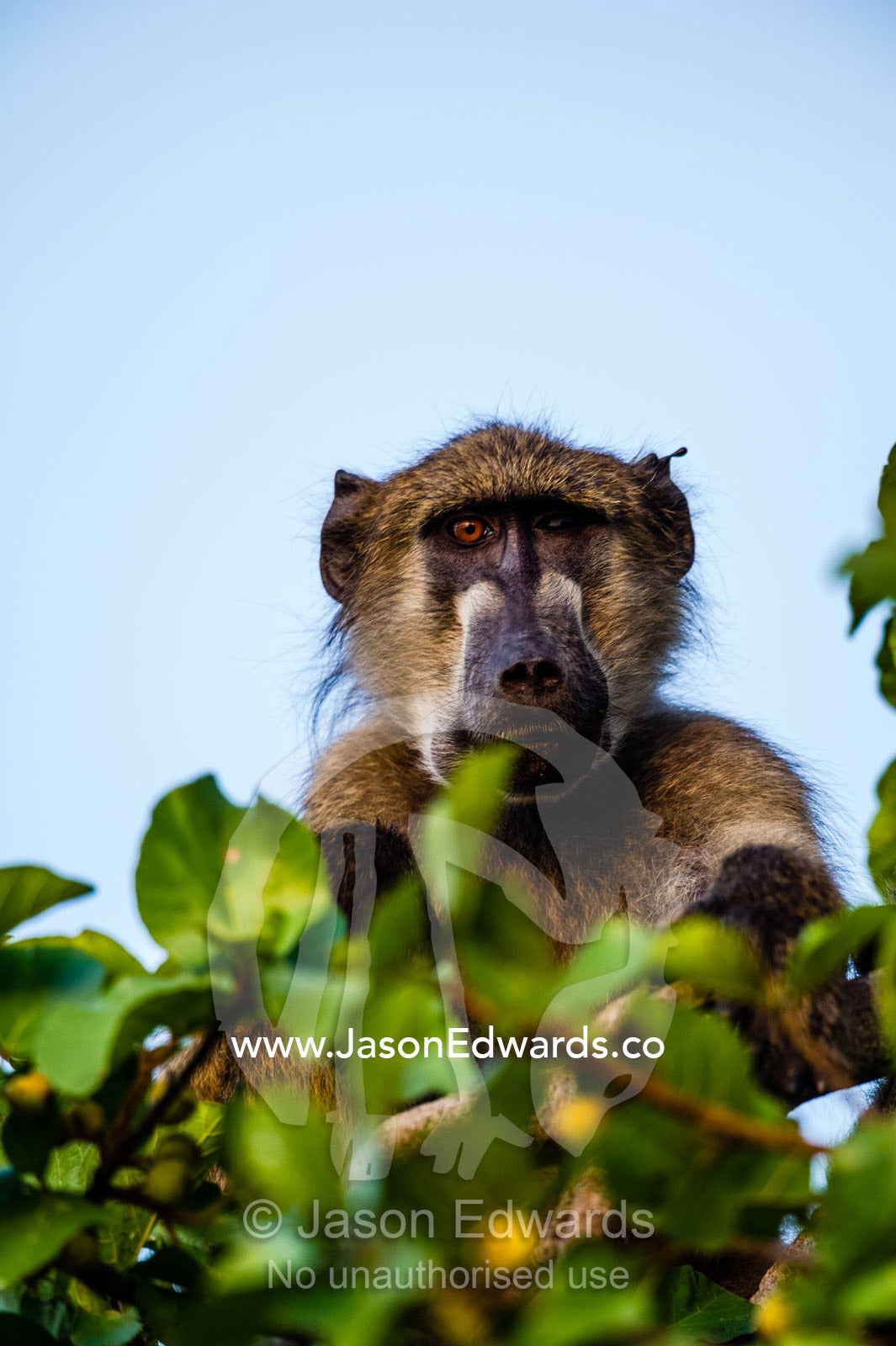 A Chacma Baboon with only one eye stares from a tree canopy. Chobe River, Chobe National Park, Botswana.