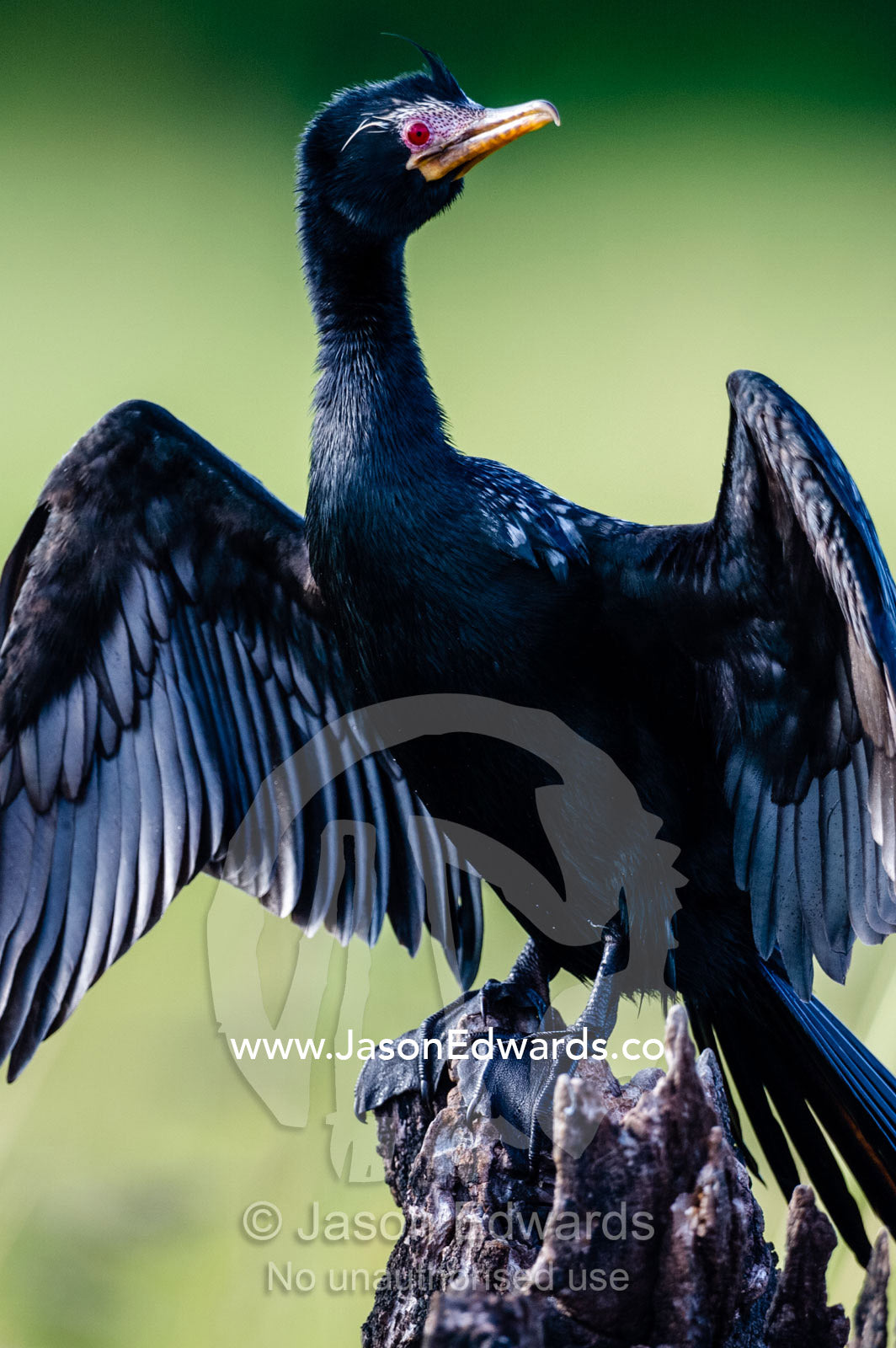 A Reed Cormorant in breeding plumage drying it's wings. Chobe River, Chobe National Park, Botswana.