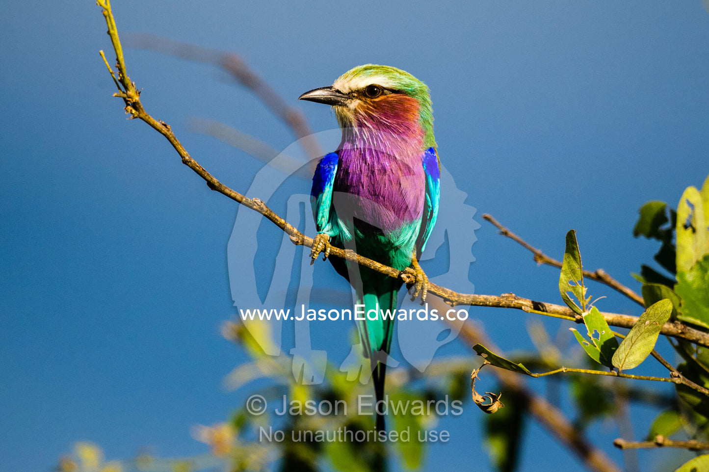 The iridescent colours of a Lilac-breasted Roller perched in a tree at sunset. Duba Plains Camp, Ngamiland West, Botswana.