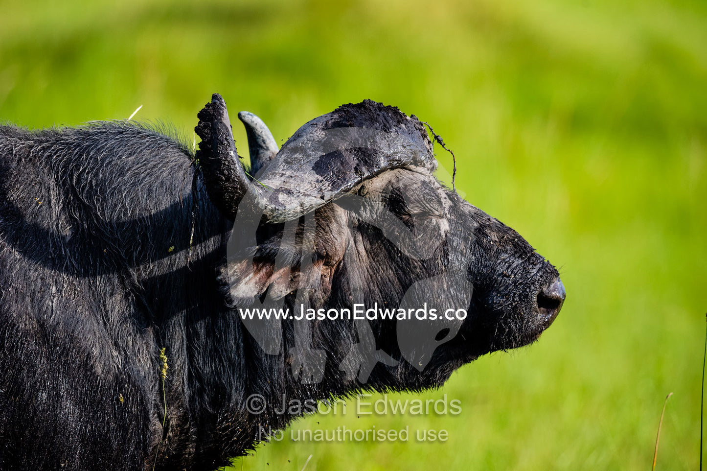 The profile of an African Buffalo showing it's pointed horns. Duba Plains Camp, Ngamiland West, Botswana.