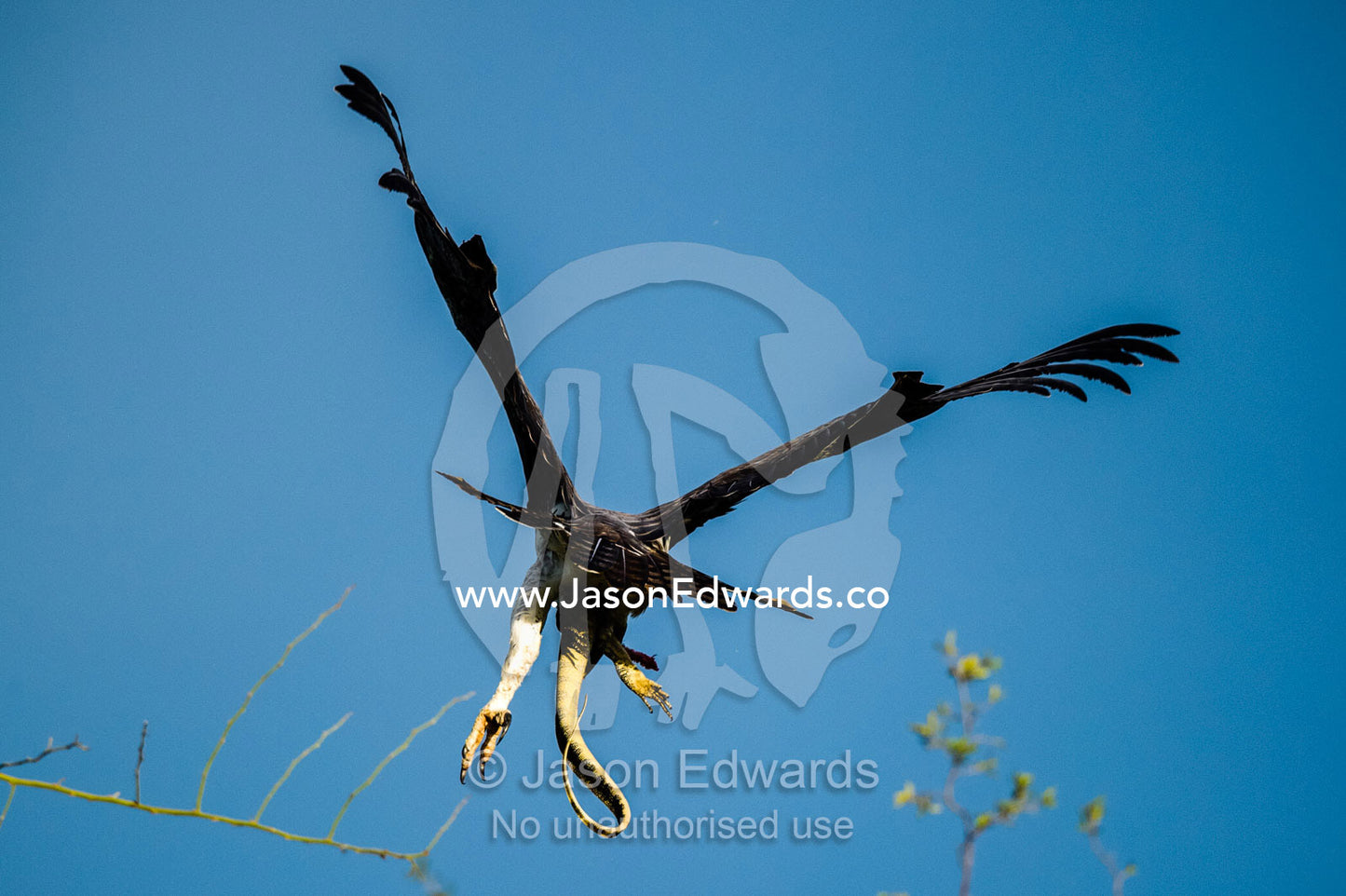 A Martial Eagle in flight with a Nile Monitor kill in it's talons. Duba Plains Camp, Ngamiland West, Botswana.