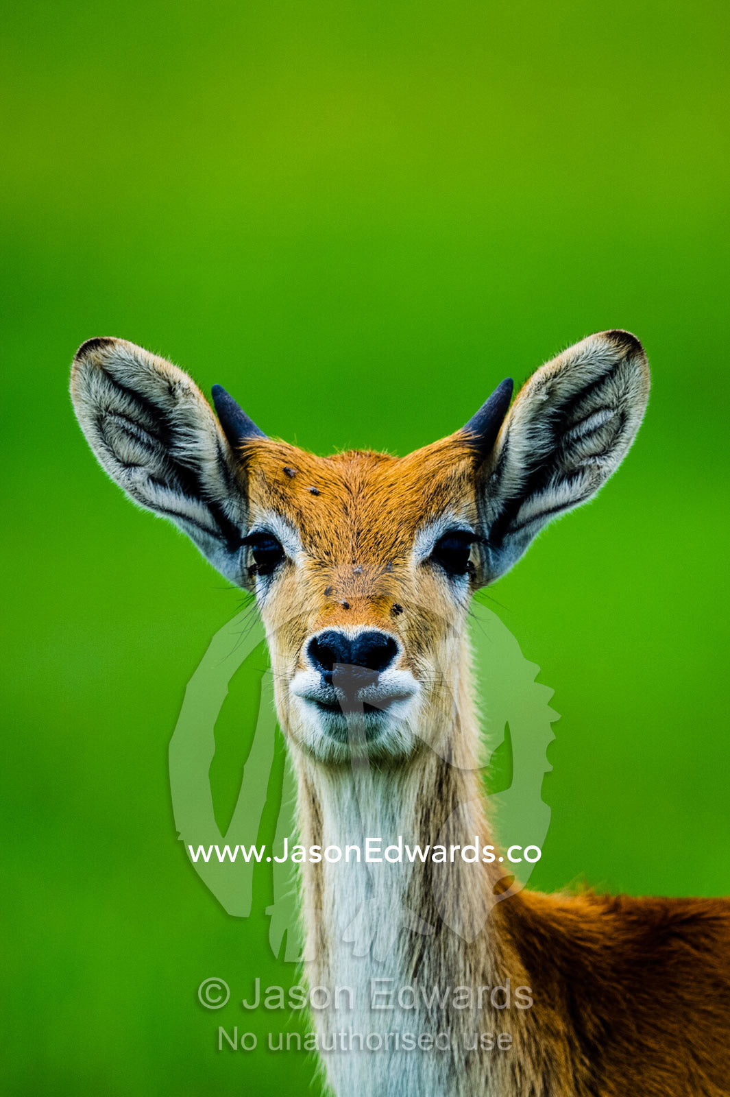 A young male Red Lechwe with small horn nubs. Duba Plains Camp, Ngamiland West, Botswana.