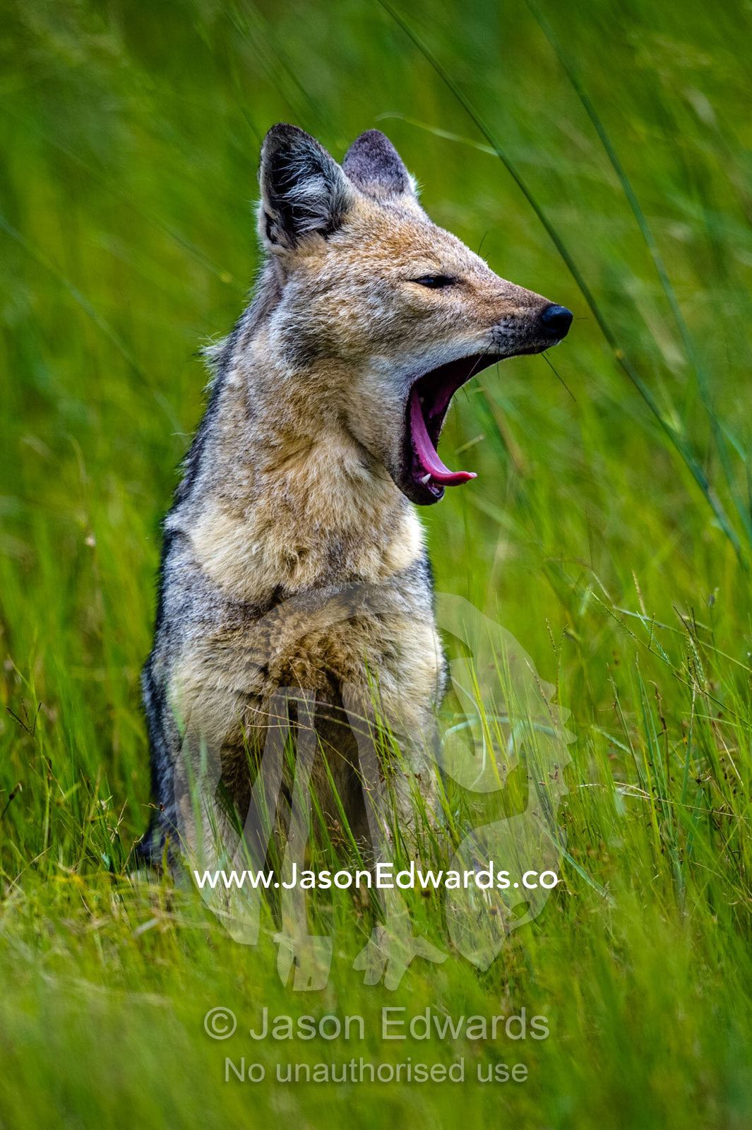 A Black-Backed Jackal yawning on a hot afternoon. Duba Plains Camp, Ngamiland West, Botswana.