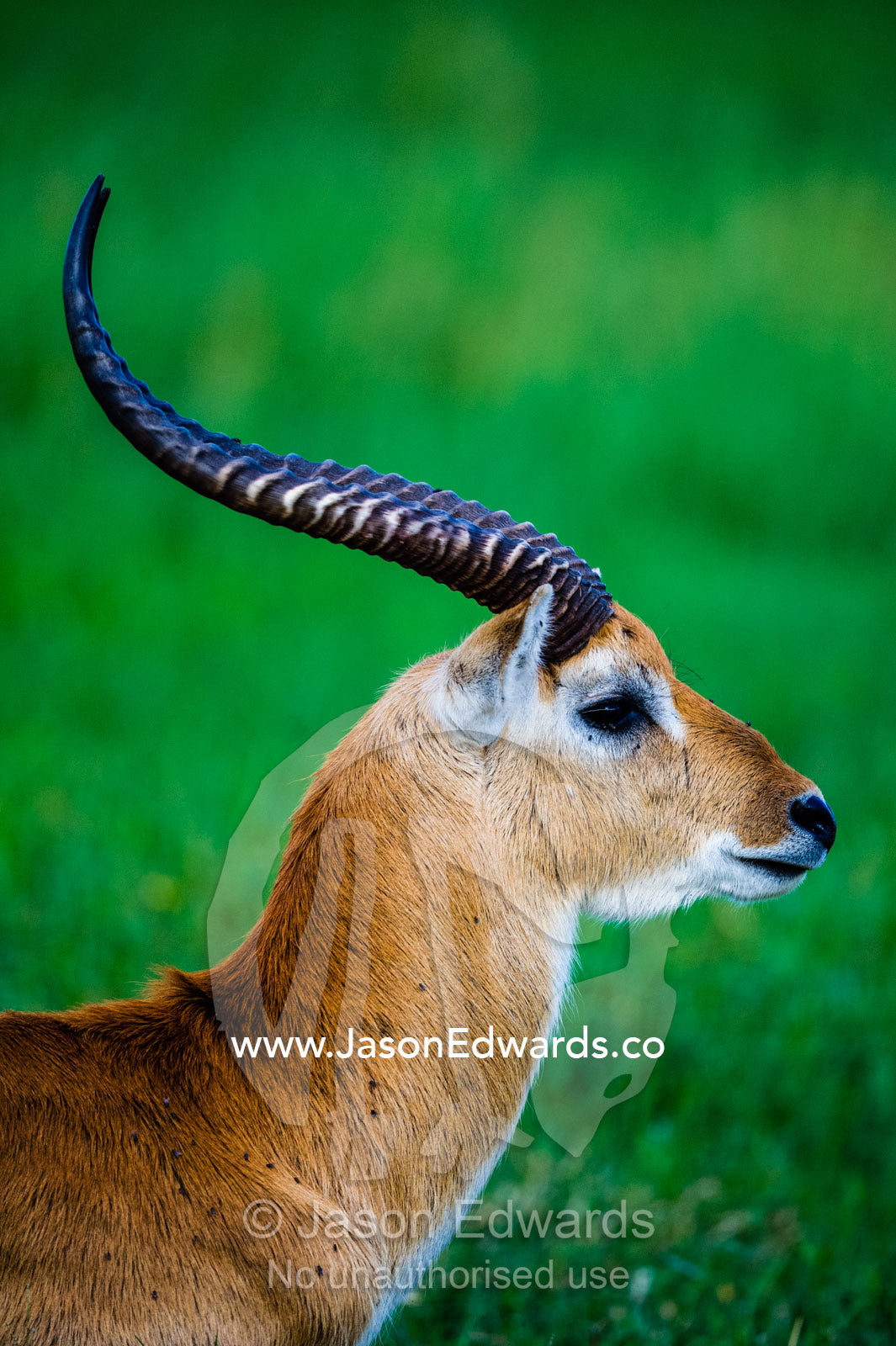 A profile of a Red Lechwe head and spiral horns. Duba Plains Camp, Ngamiland West, Botswana.