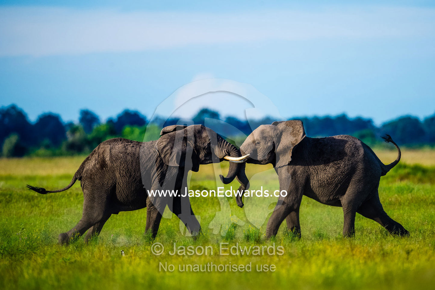 Male African Elephants sparring on a floodplain. Duba Plains Camp, Ngamiland West, Botswana.