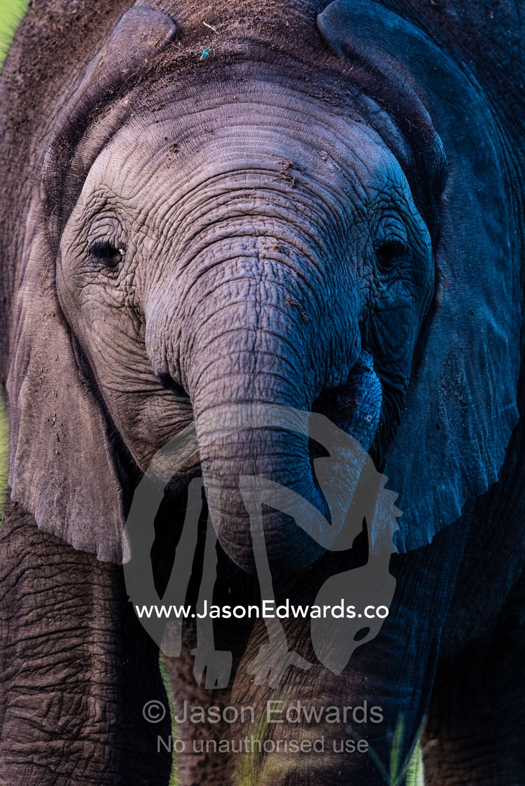 An African Elephant calf eating grass. Duba Plains Camp, Ngamiland West, Botswana.