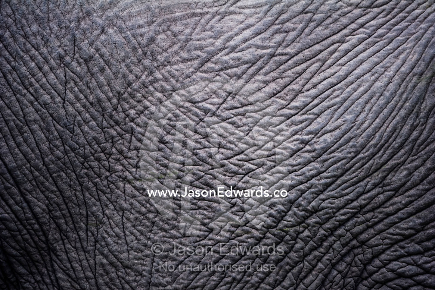 The leathery wrinkled skin on the abdomen on an African Elephant. Zarafa Camp, Zibadianja Lagoon, Savute Channel, Linyanti, Botswana.