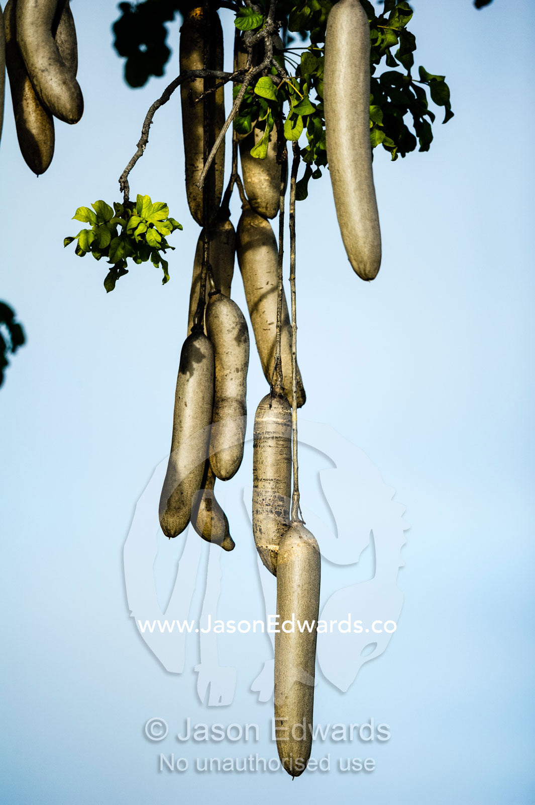 The large fruits of a Sausage Tree hanging in the canopy. Zarafa Camp, Zibadianja Lagoon, Savute Channel, Linyanti, Botswana.