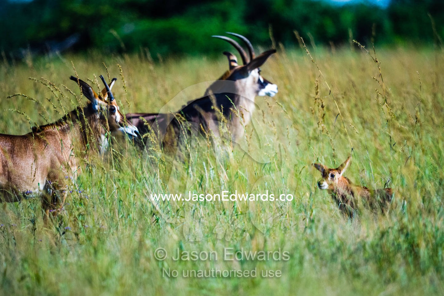 A newborn Roan Antelope calf in the long grass with it's mother. Zarafa Camp, Zibadianja Lagoon, Savute Channel, Linyanti, Botswana.