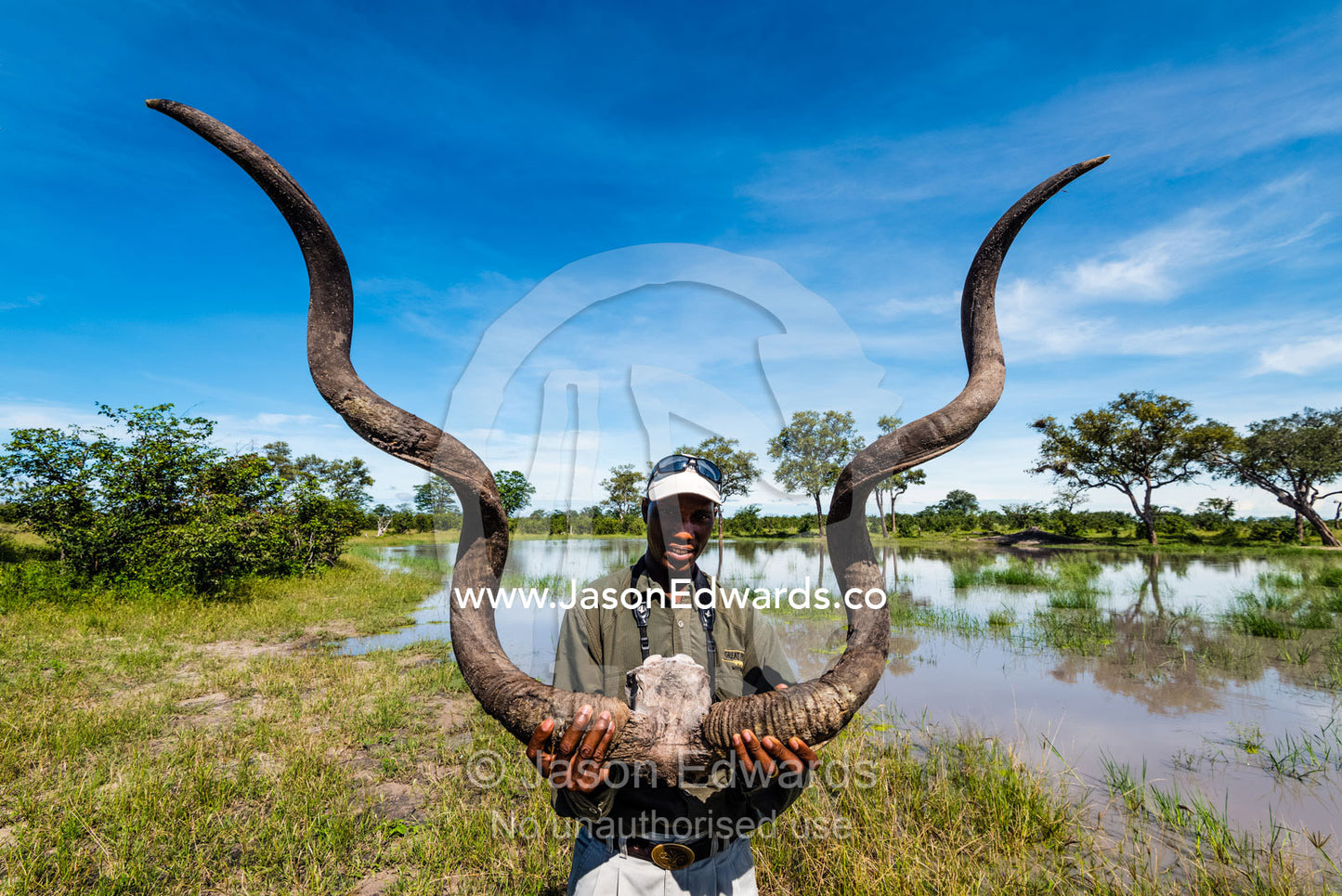 A safari guide holds an enormous set of Greater Kudu horns. Zarafa Camp, Zibadianja Lagoon, Savute Channel, Linyanti, Botswana.